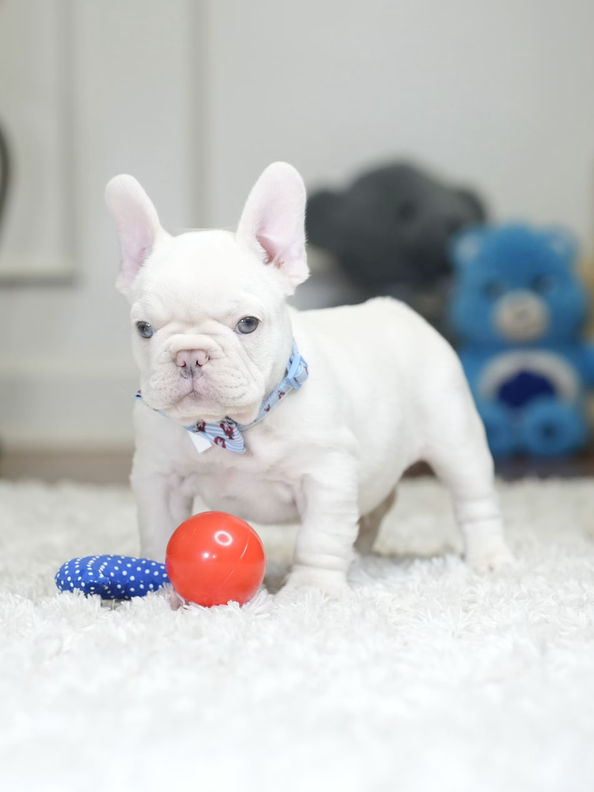 Male Platinum French Bulldog Puppy gallery image 9 showing the puppy detail listing