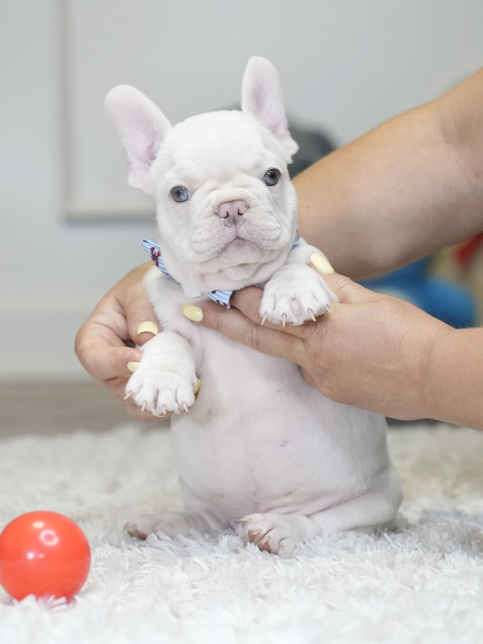 Male Platinum French Bulldog Puppy gallery image 10 showing the puppy detail listing