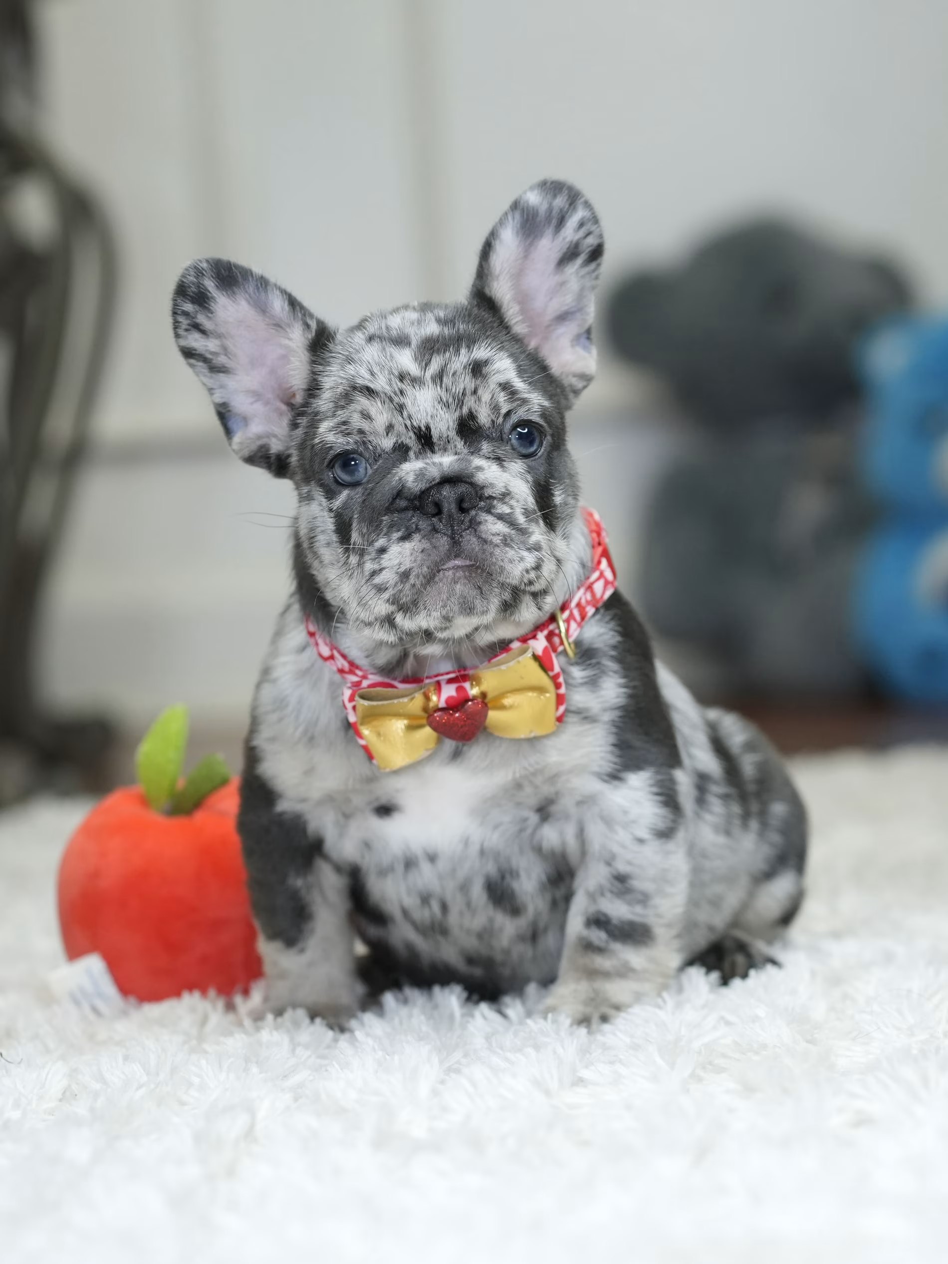 Male Blue Merle French Bulldog Puppy gallery image 1 showing the puppy detail listing