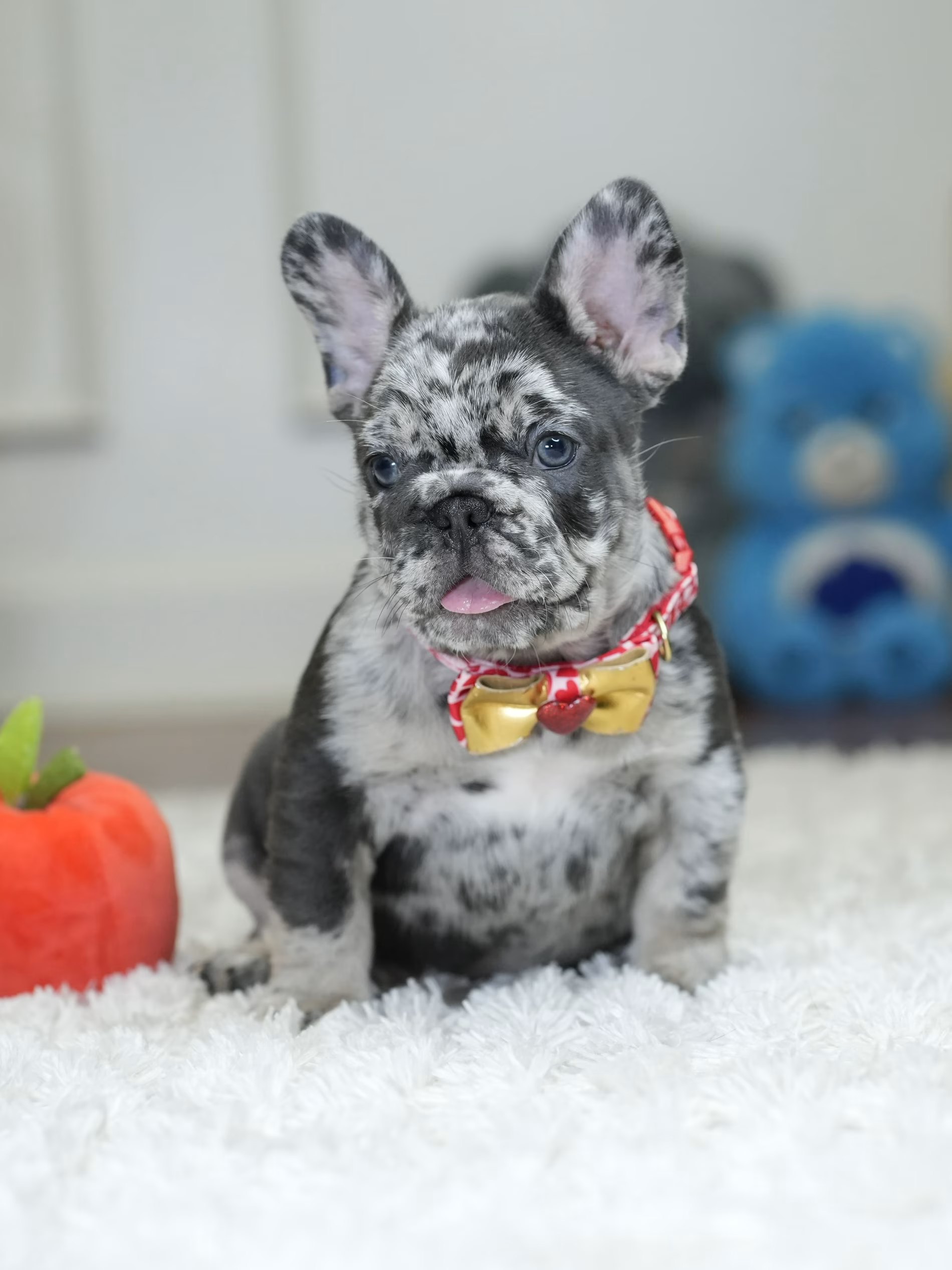 Male Blue Merle French Bulldog Puppy gallery image 2 showing the puppy detail listing