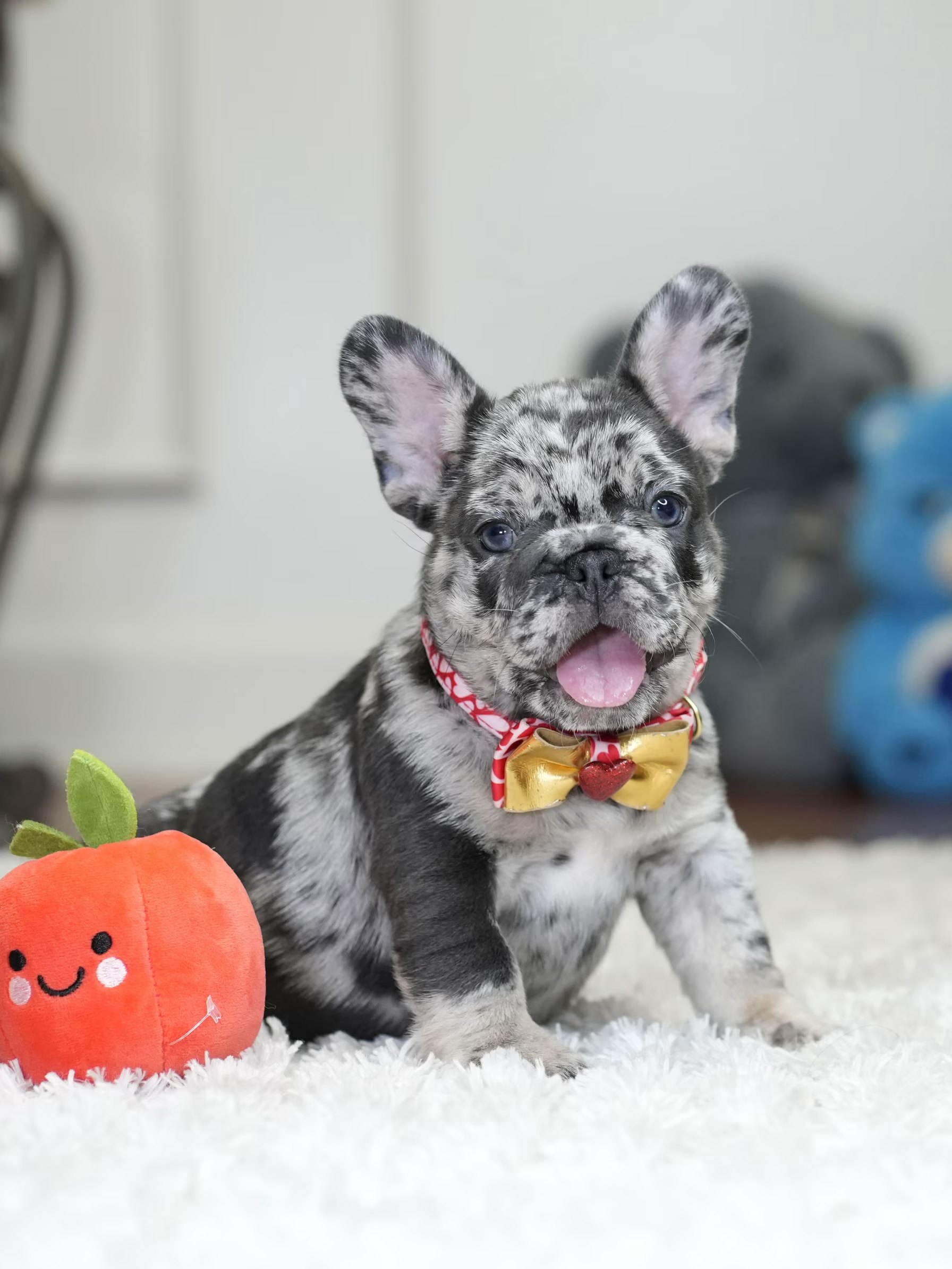 Male Blue Merle French Bulldog Puppy gallery image 3 showing the puppy detail listing