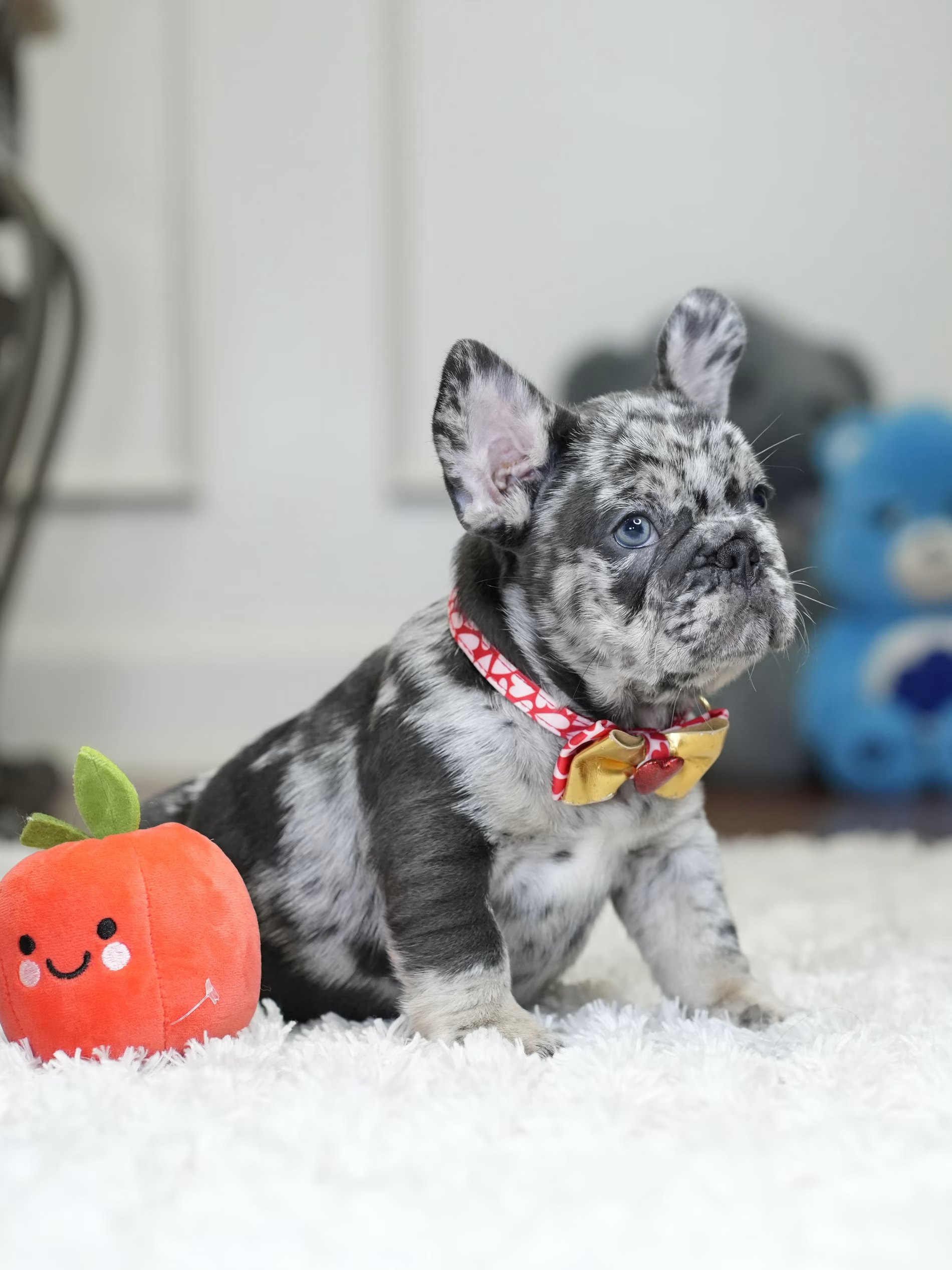 Male Blue Merle French Bulldog Puppy gallery image 4 showing the puppy detail listing