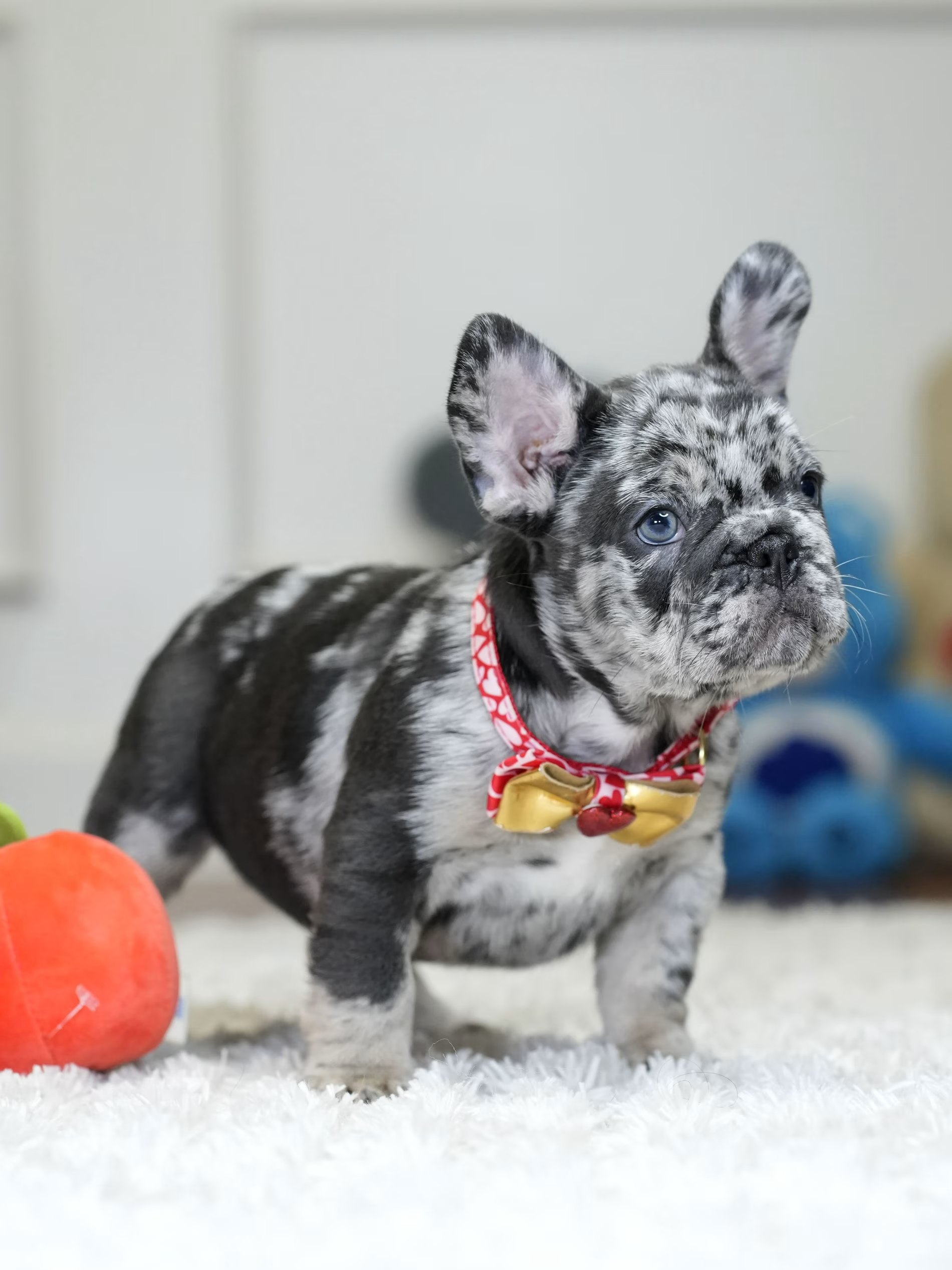 Male Blue Merle French Bulldog Puppy gallery image 5 showing the puppy detail listing