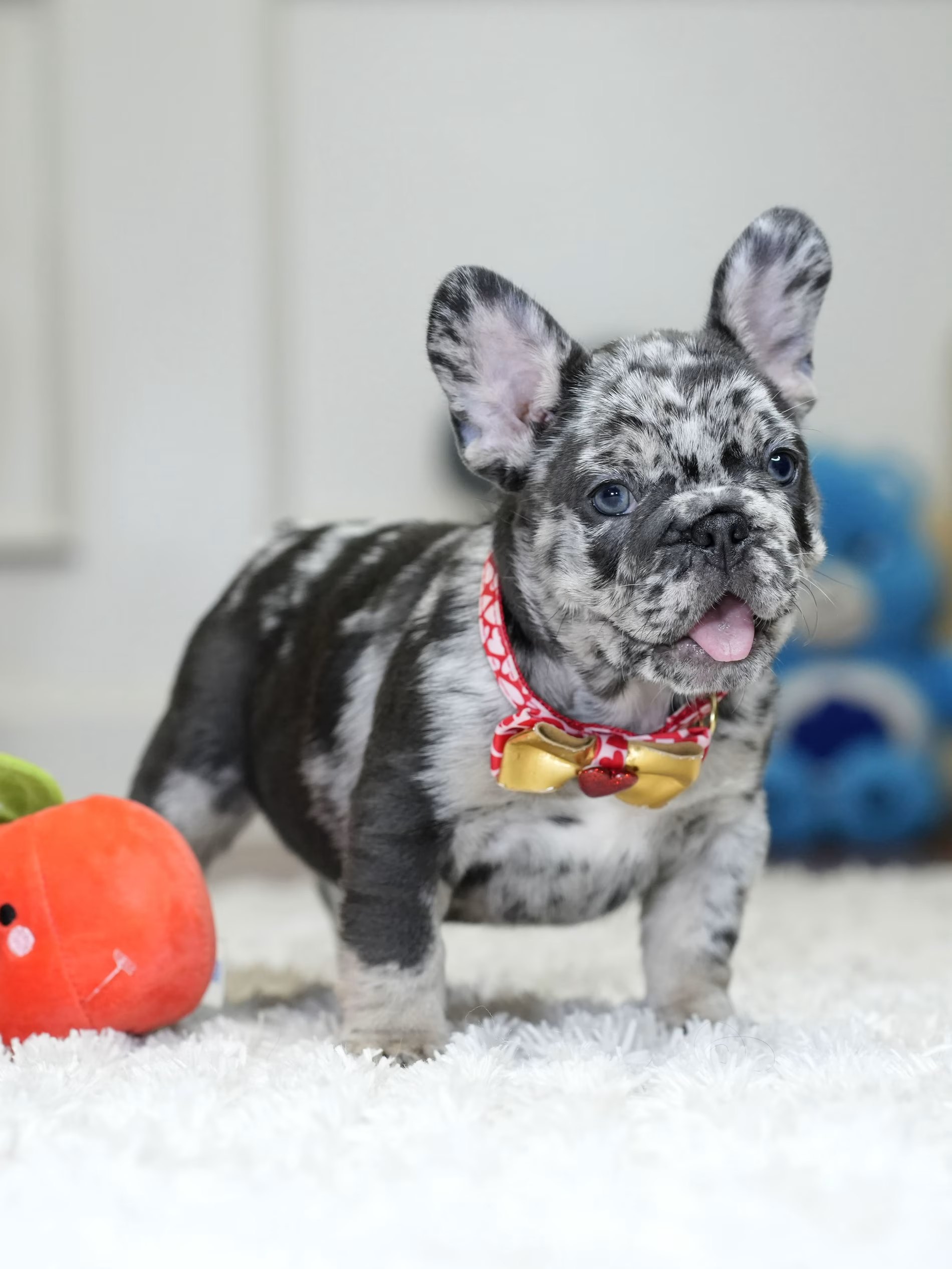 Male Blue Merle French Bulldog Puppy gallery image 6 showing the puppy detail listing