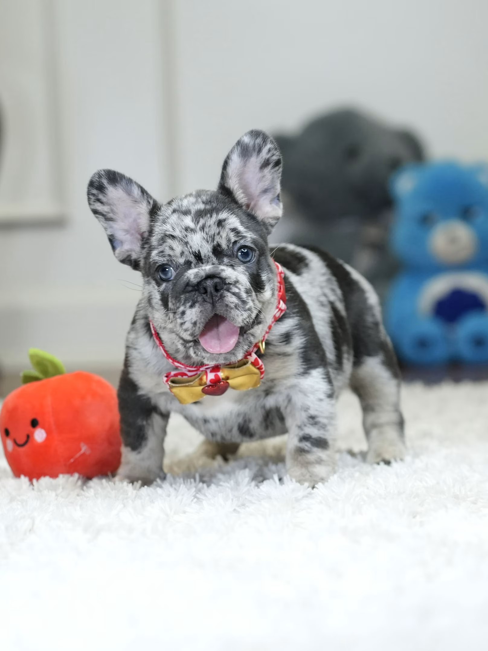 Male Blue Merle French Bulldog Puppy gallery image 7 showing the puppy detail listing