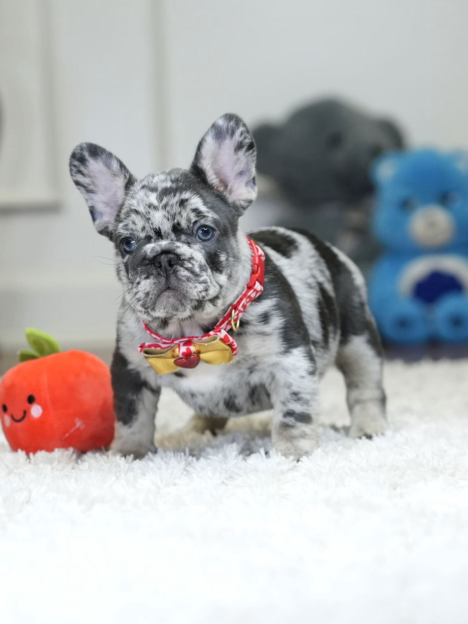 Male Blue Merle French Bulldog Puppy gallery image 8 showing the puppy detail listing