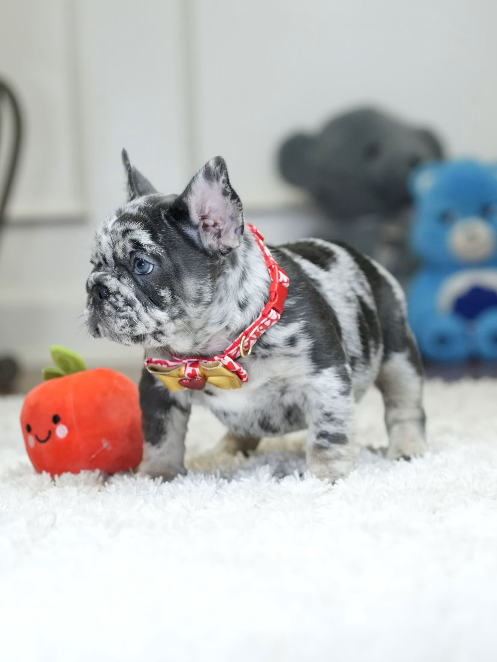 Male Blue Merle French Bulldog Puppy gallery image 9 showing the puppy detail listing