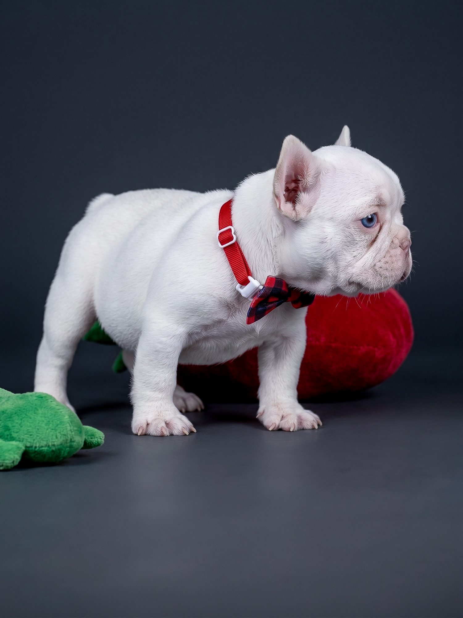 Female Platinum French Bulldog Puppy gallery image 1 showing the puppy detail listing