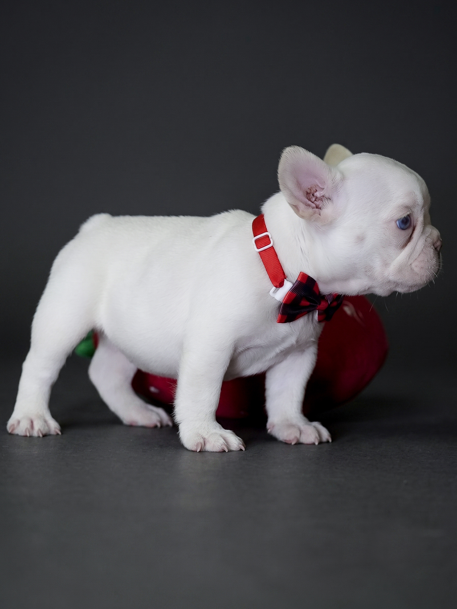 Female Platinum French Bulldog Puppy gallery image 2 showing the puppy detail listing