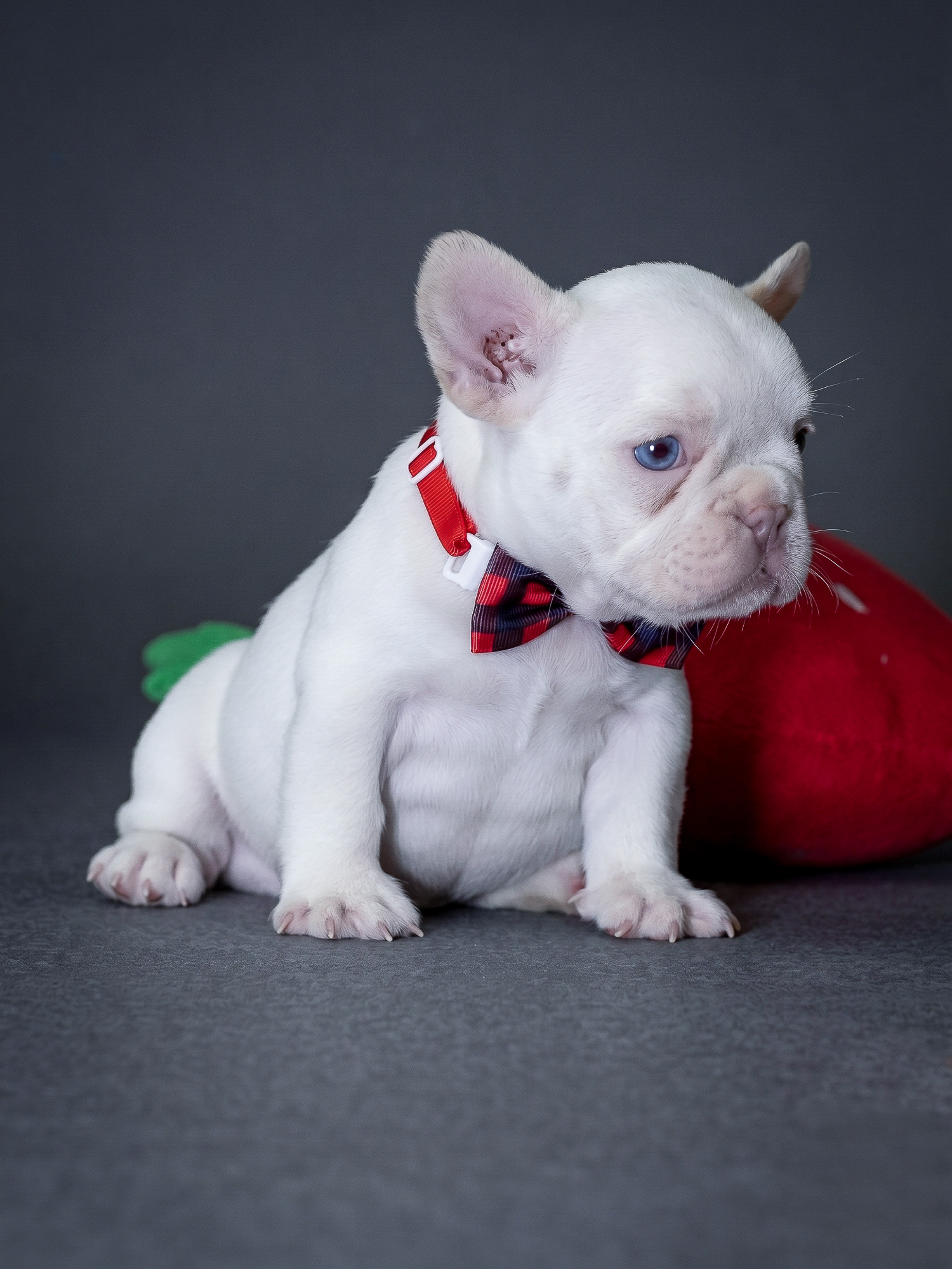 Female Platinum French Bulldog Puppy gallery image 4 showing the puppy detail listing