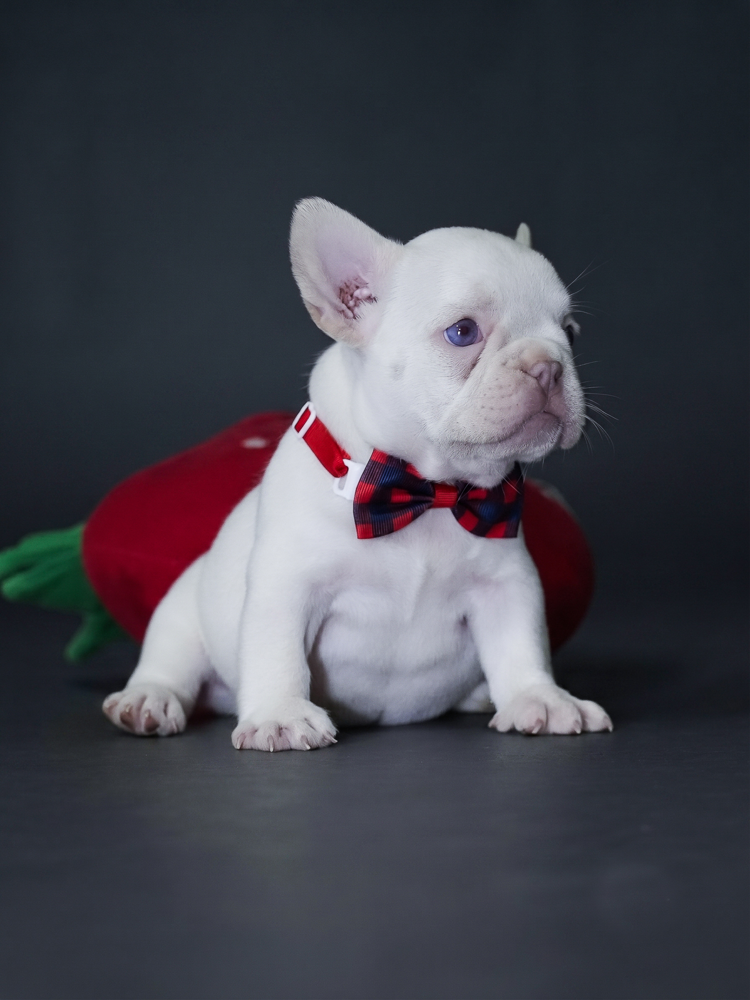 Female Platinum French Bulldog Puppy gallery image 5 showing the puppy detail listing