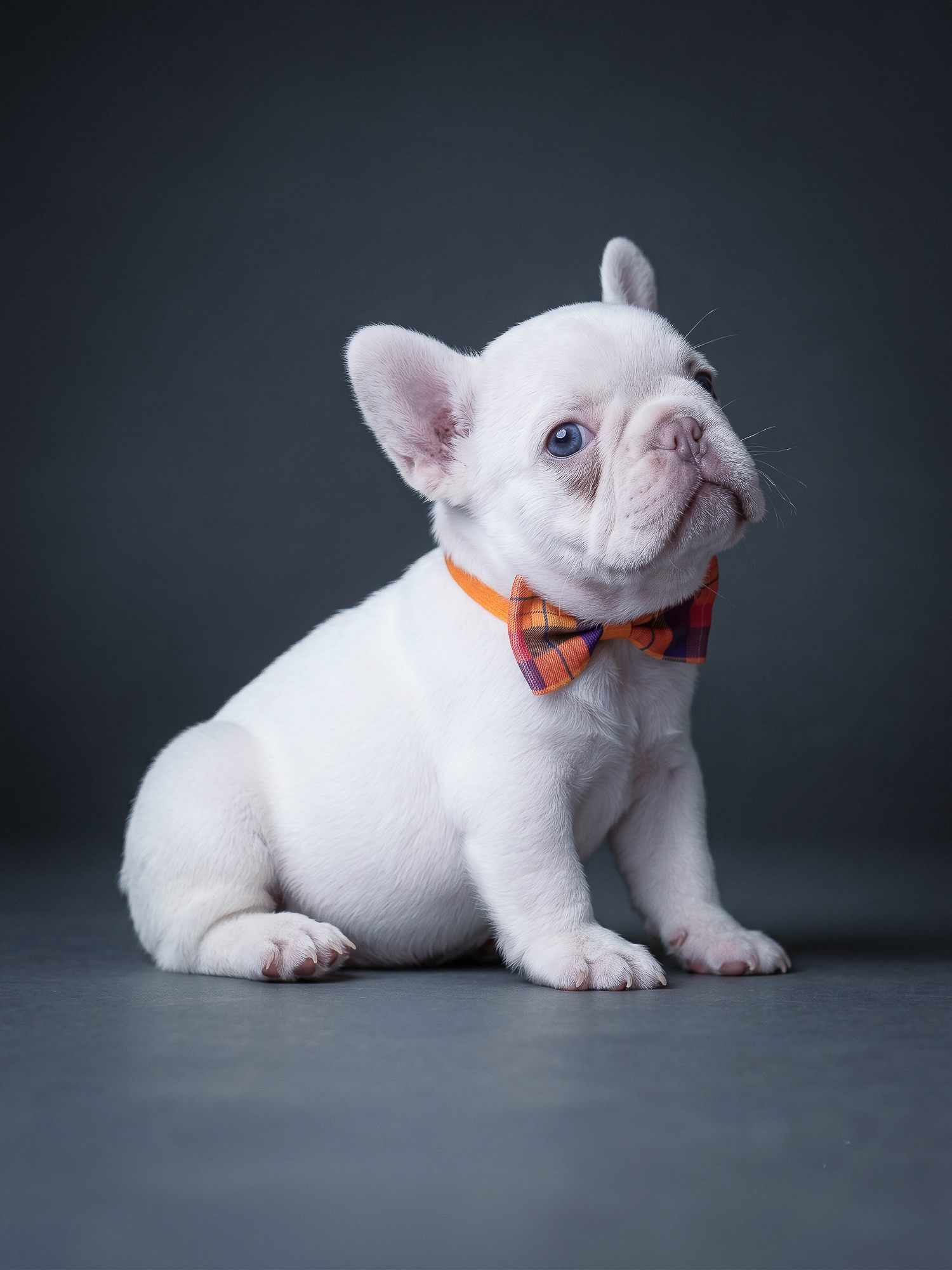 Stunning Platinum Female French Bulldog gallery image 1 showing the puppy detail listing