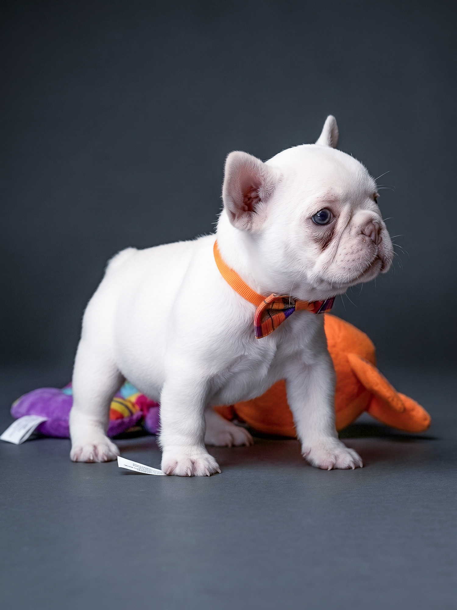 Stunning Platinum Female French Bulldog gallery image 2 showing the puppy detail listing
