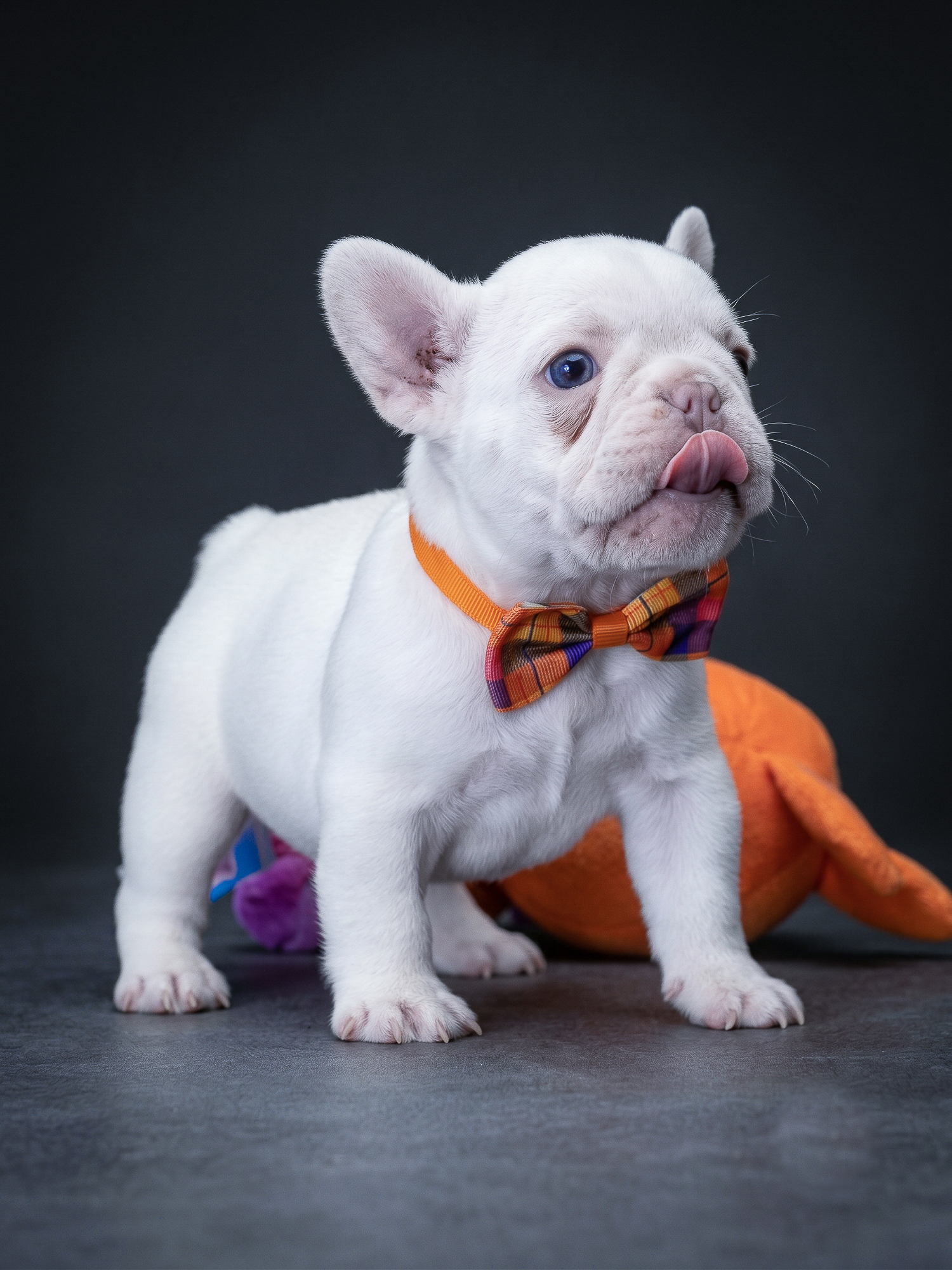 Stunning Platinum Female French Bulldog gallery image 4 showing the puppy detail listing