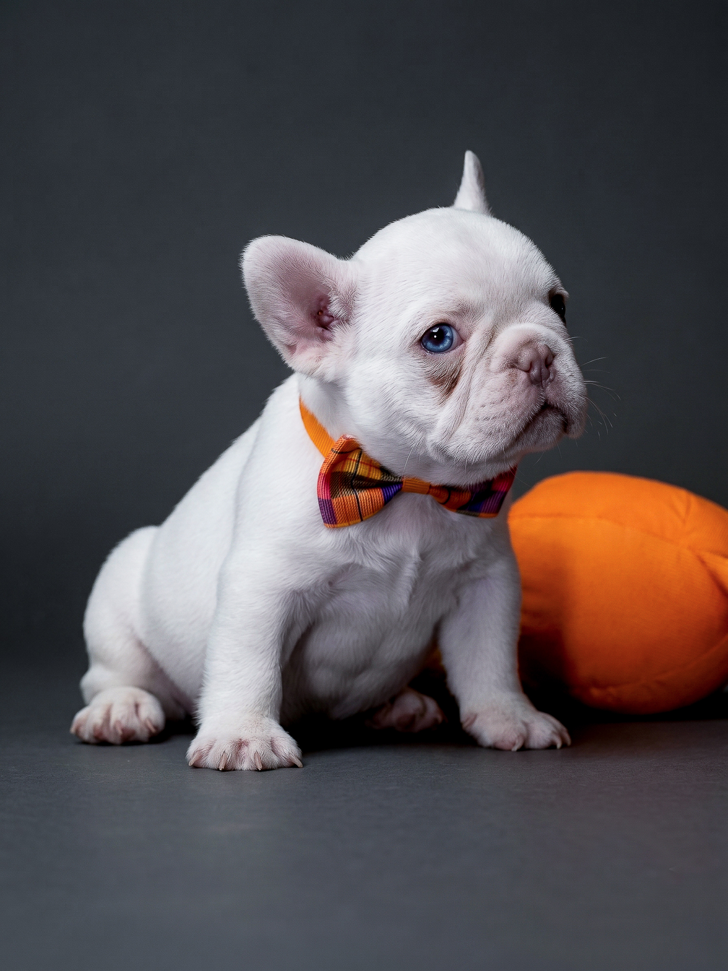 Stunning Platinum Female French Bulldog gallery image 5 showing the puppy detail listing