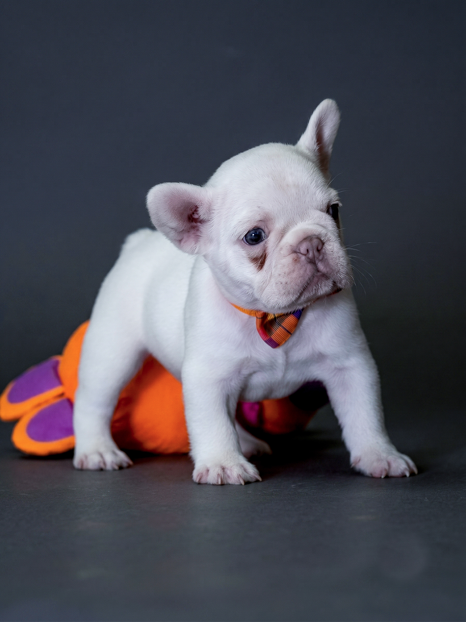 Stunning Platinum Female French Bulldog gallery image 6 showing the puppy detail listing