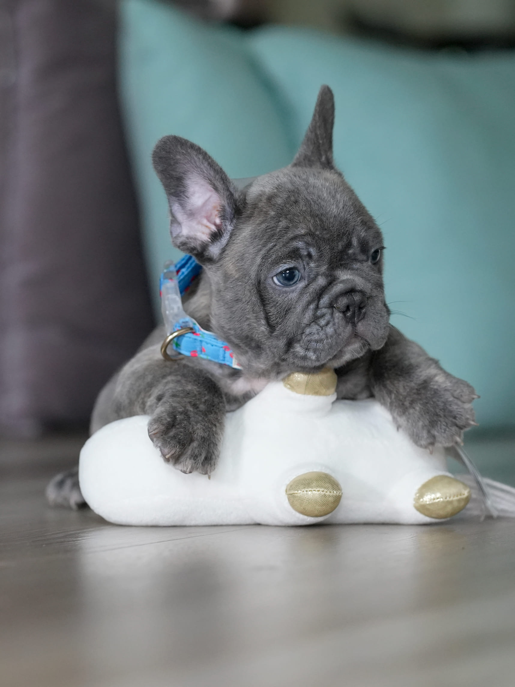 Male Blue Brindle French Bulldog Puppy gallery image 1 showing the puppy detail listing