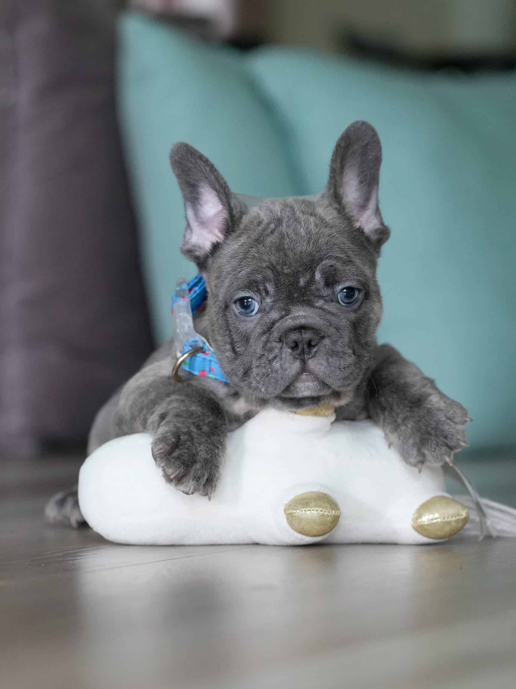 Male Blue Brindle French Bulldog Puppy gallery image 2 showing the puppy detail listing