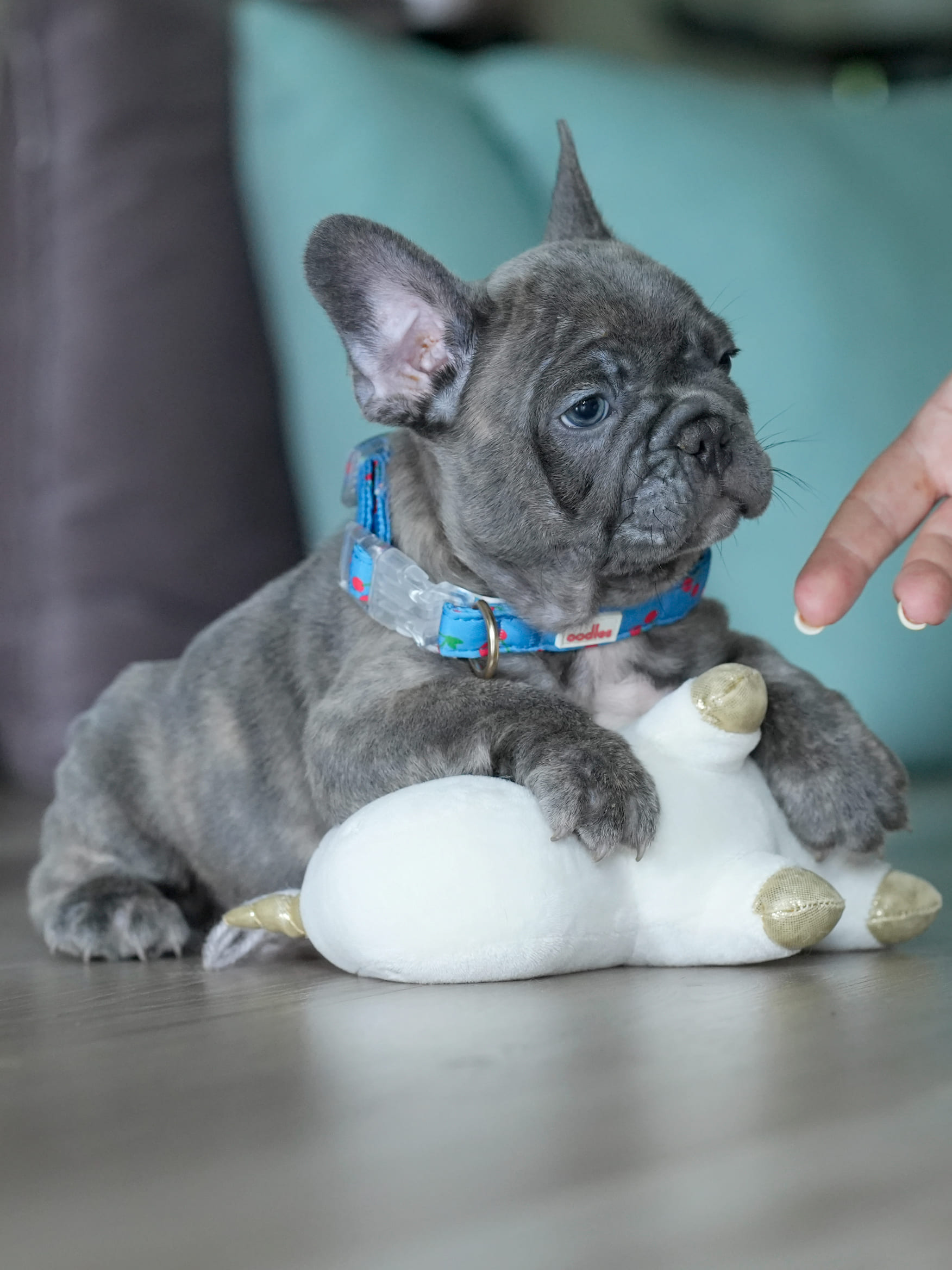 Male Blue Brindle French Bulldog Puppy gallery image 3 showing the puppy detail listing