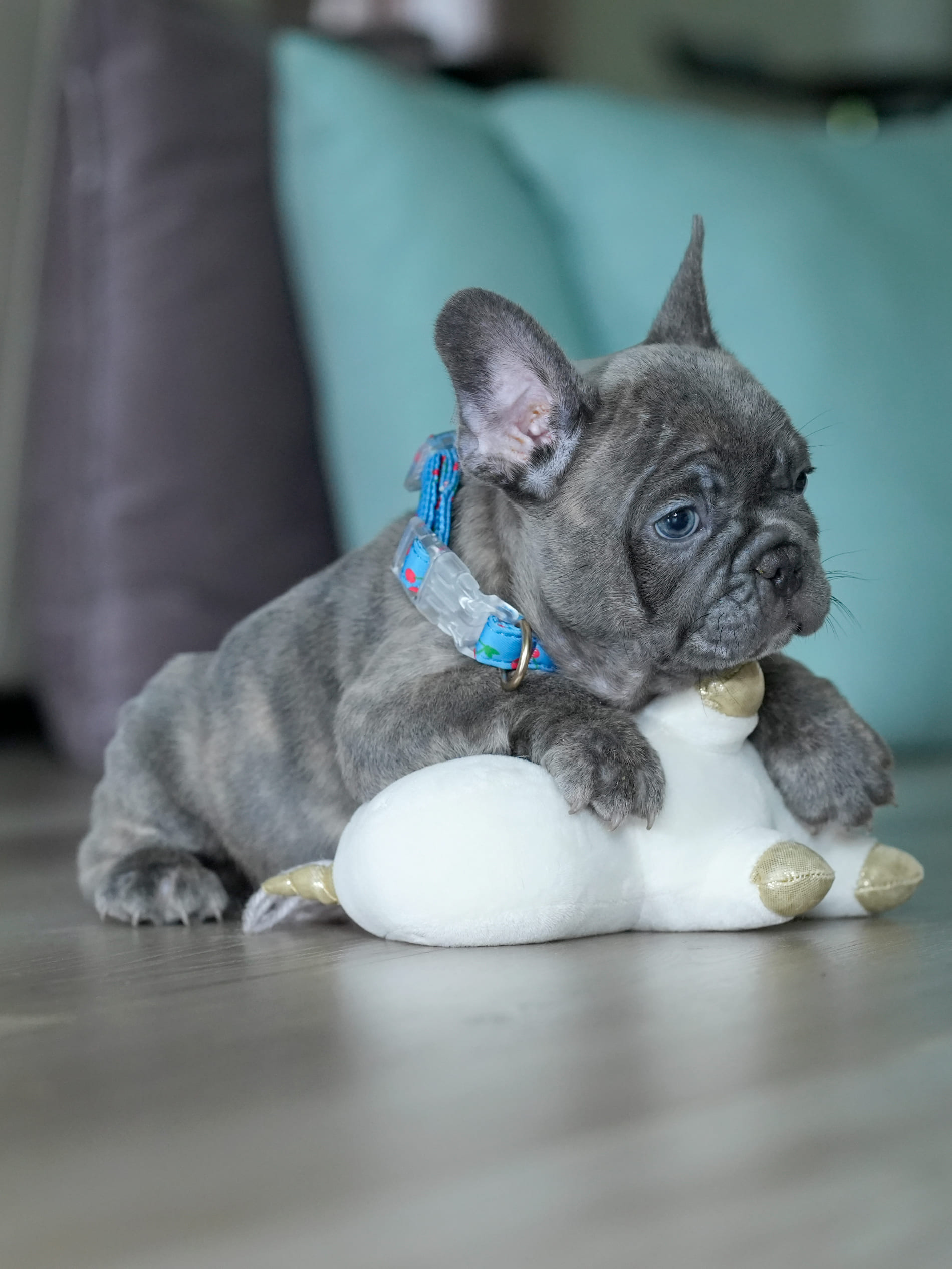 Male Blue Brindle French Bulldog Puppy gallery image 4 showing the puppy detail listing