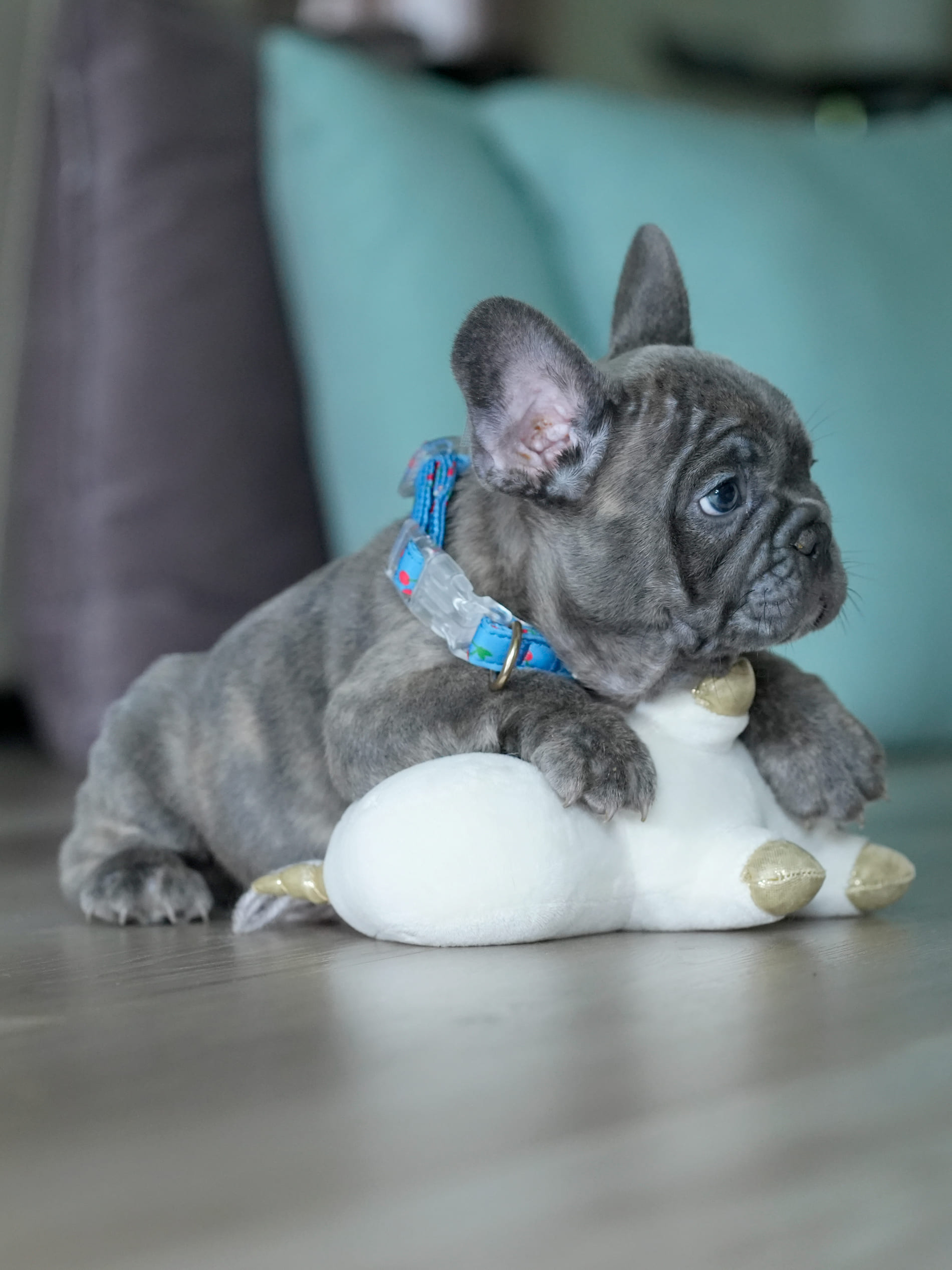 Male Blue Brindle French Bulldog Puppy gallery image 5 showing the puppy detail listing