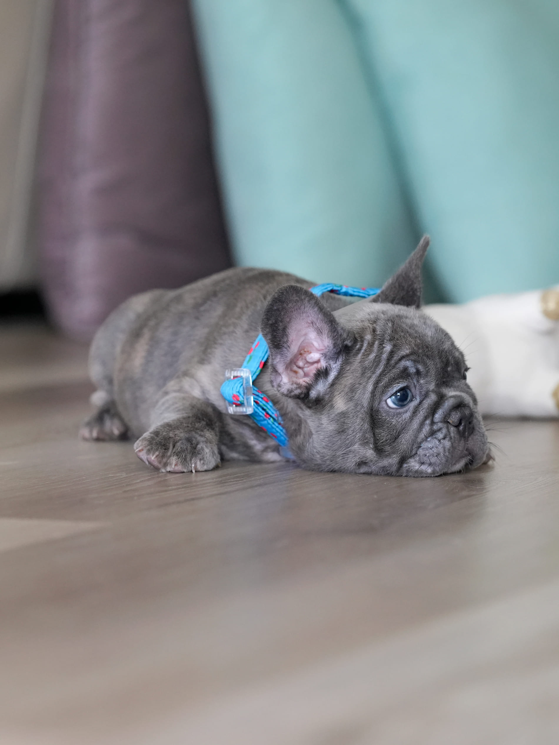 Male Blue Brindle French Bulldog Puppy gallery image 6 showing the puppy detail listing