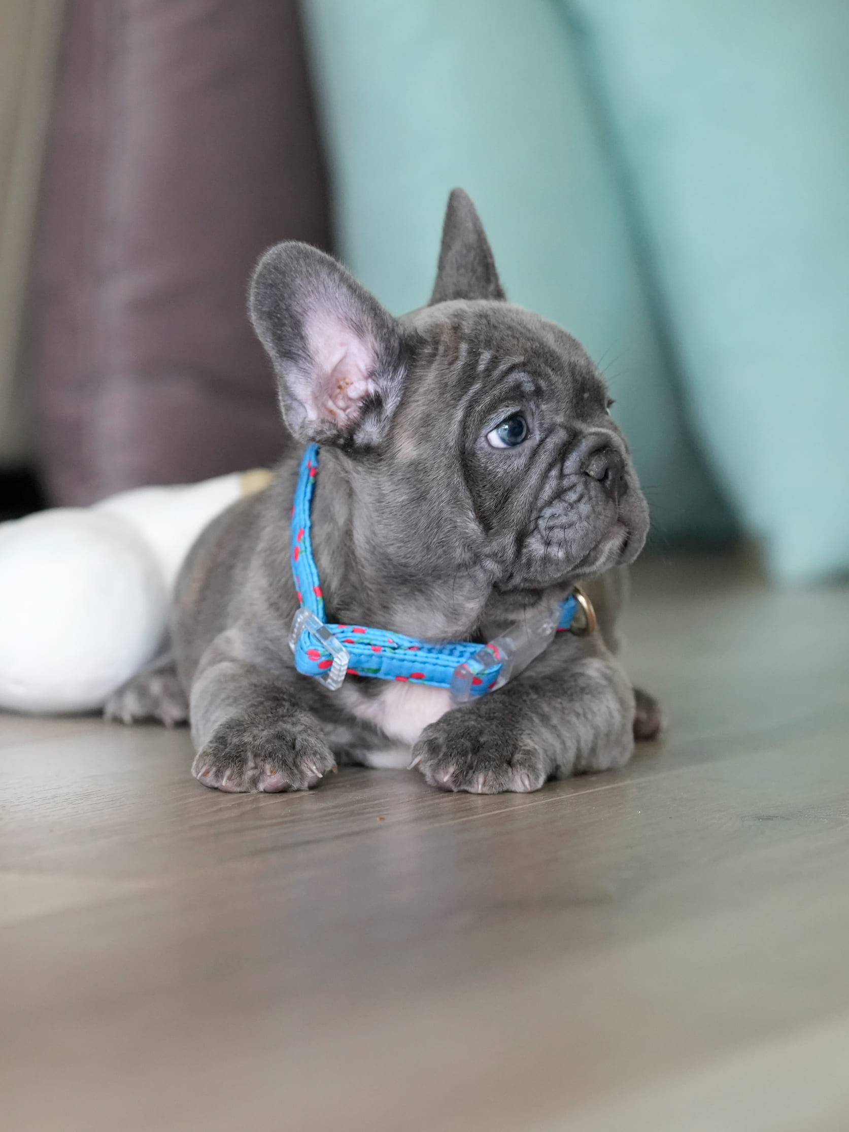 Male Blue Brindle French Bulldog Puppy gallery image 7 showing the puppy detail listing