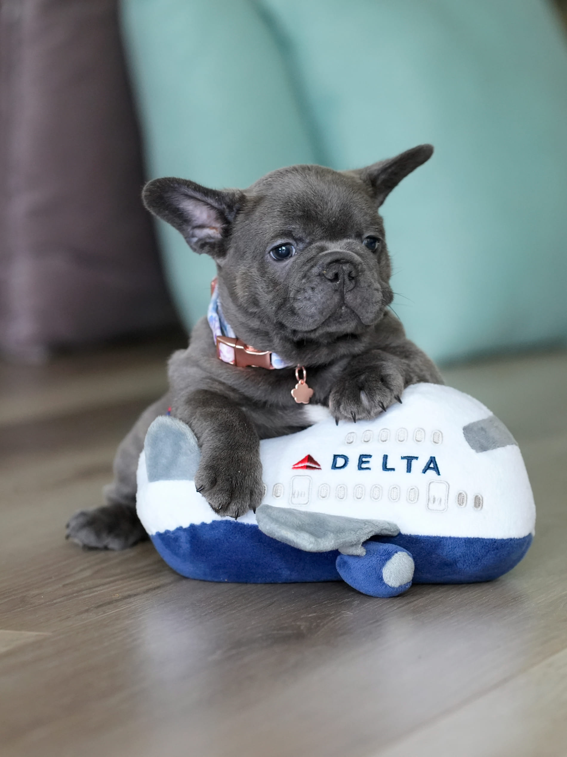 Blue Male French Bulldog – DOB 06.22.26 gallery image 1 showing the puppy detail listing