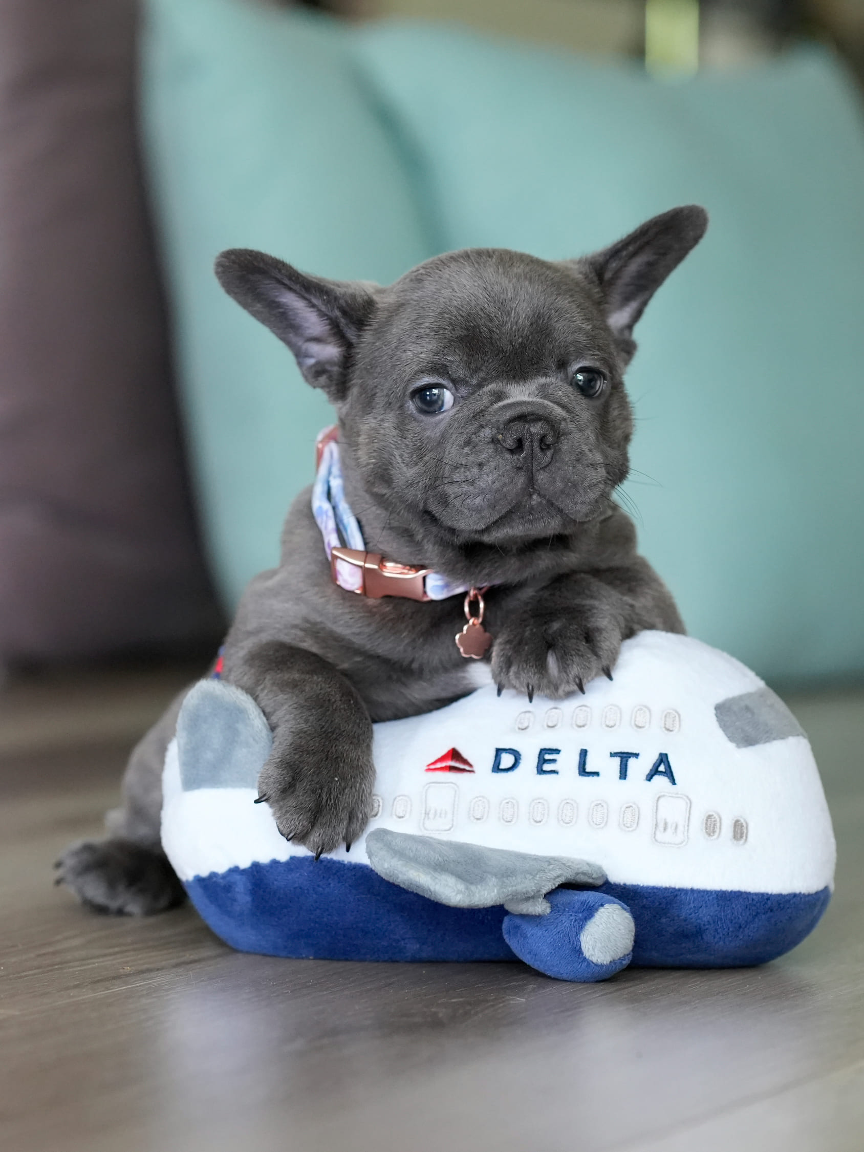 Blue Male French Bulldog – DOB 06.22.26 gallery image 2 showing the puppy detail listing