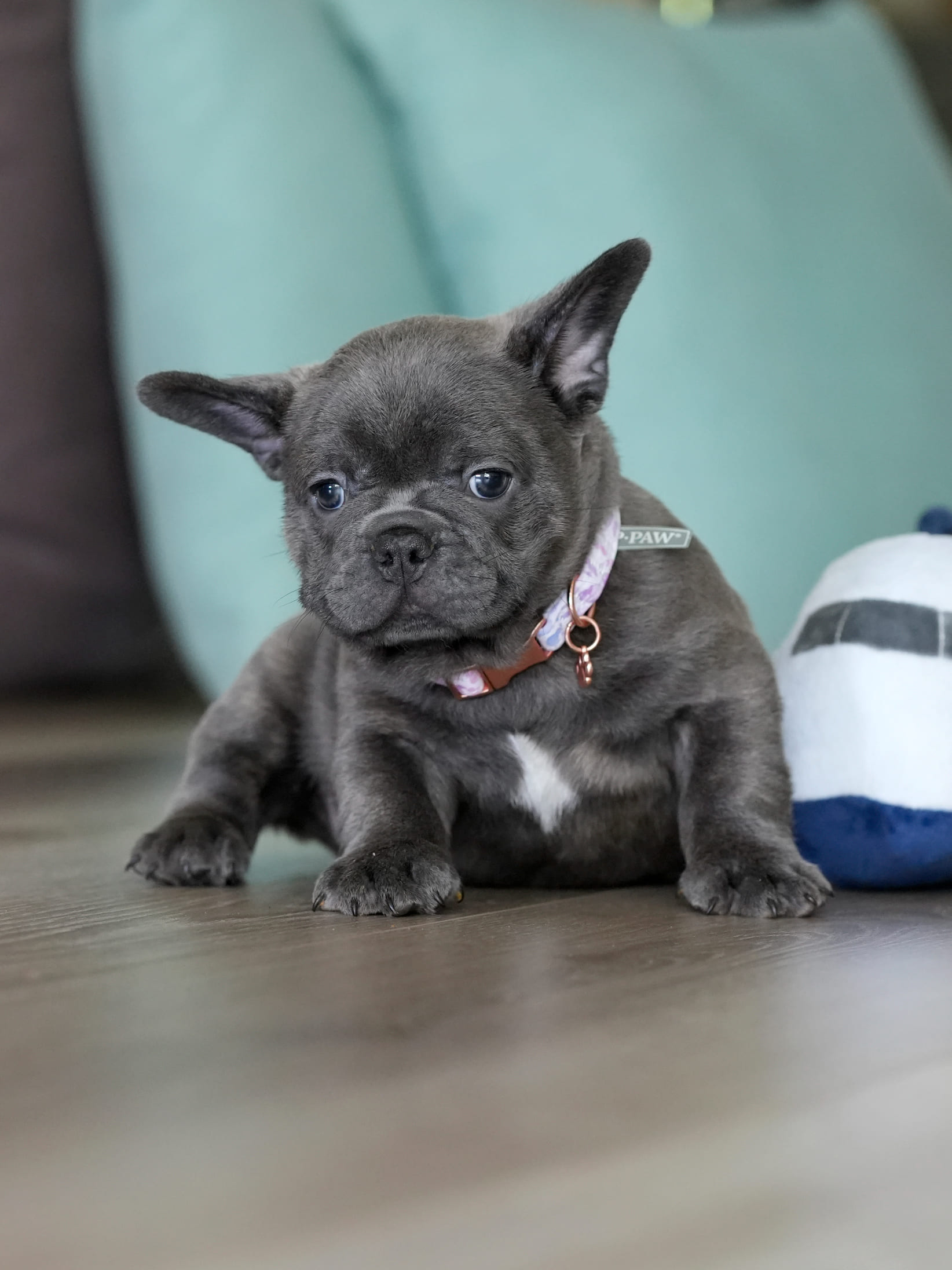 Blue Male French Bulldog – DOB 06.22.26 gallery image 3 showing the puppy detail listing
