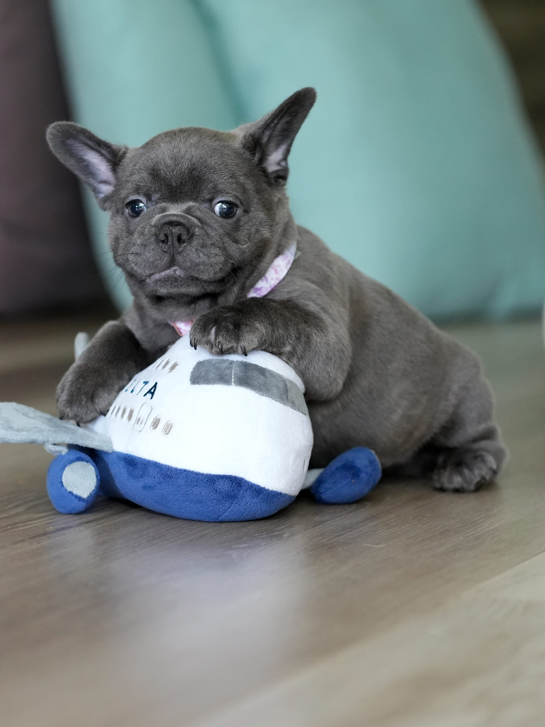 Blue Male French Bulldog – DOB 06.22.26 gallery image 4 showing the puppy detail listing