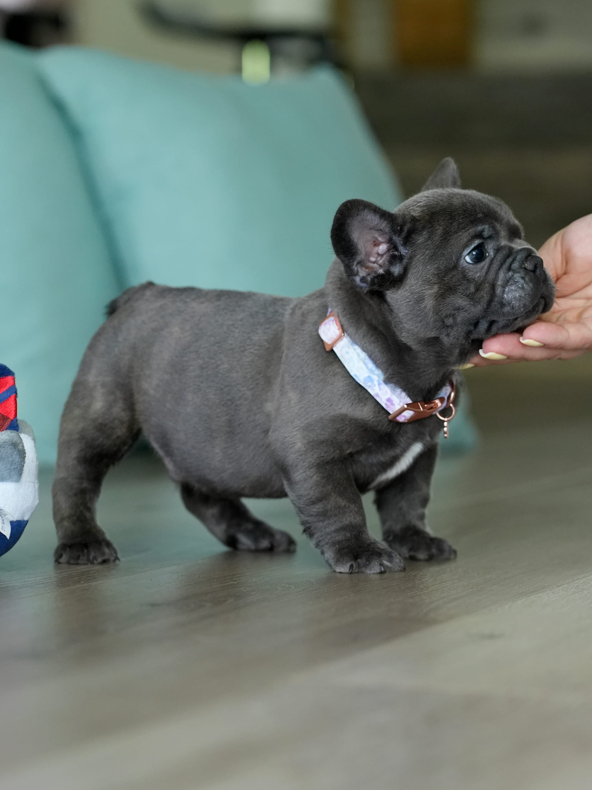 Blue Male French Bulldog – DOB 06.22.26 gallery image 5 showing the puppy detail listing