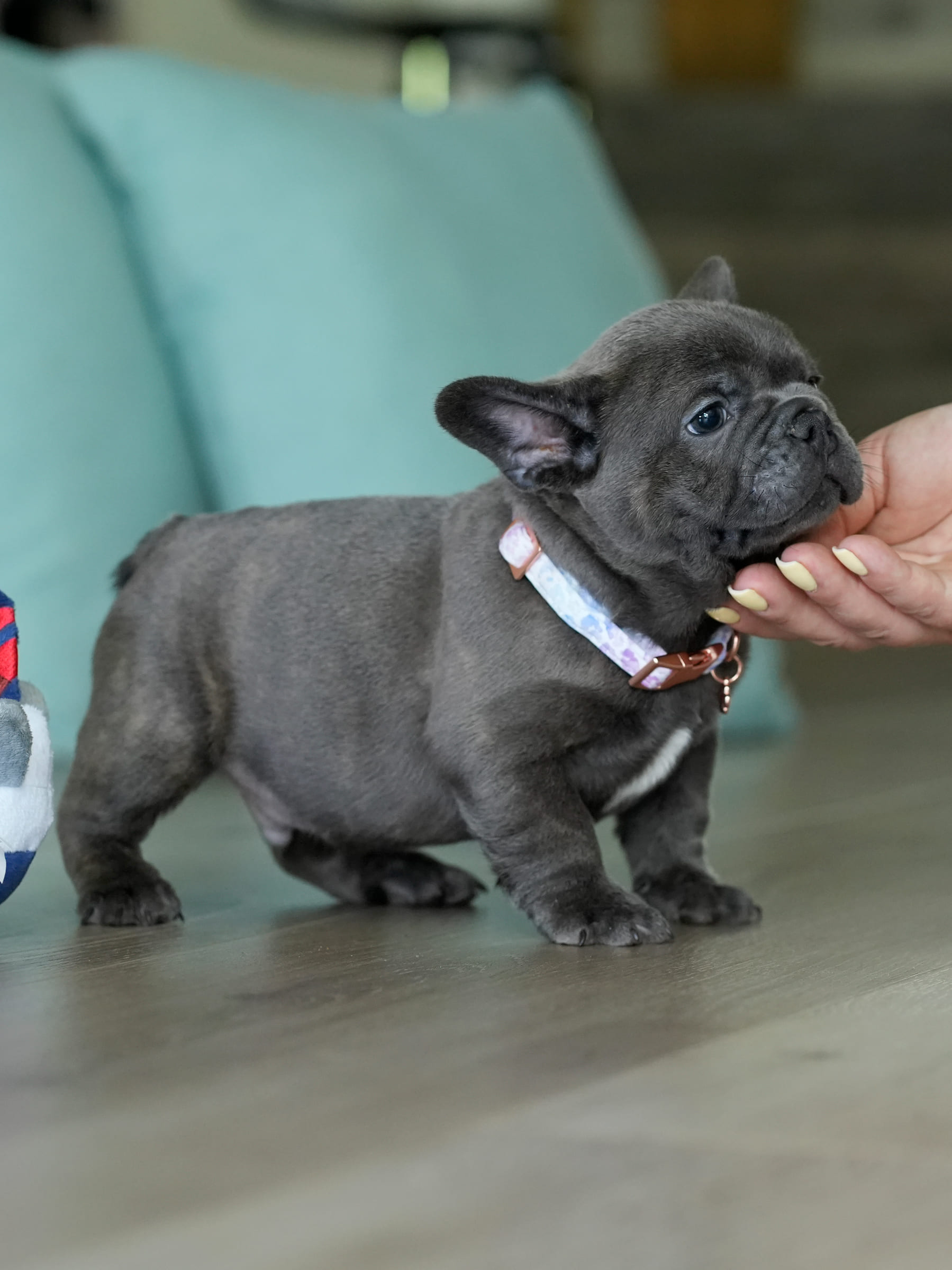 Blue Male French Bulldog – DOB 06.22.26 gallery image 6 showing the puppy detail listing