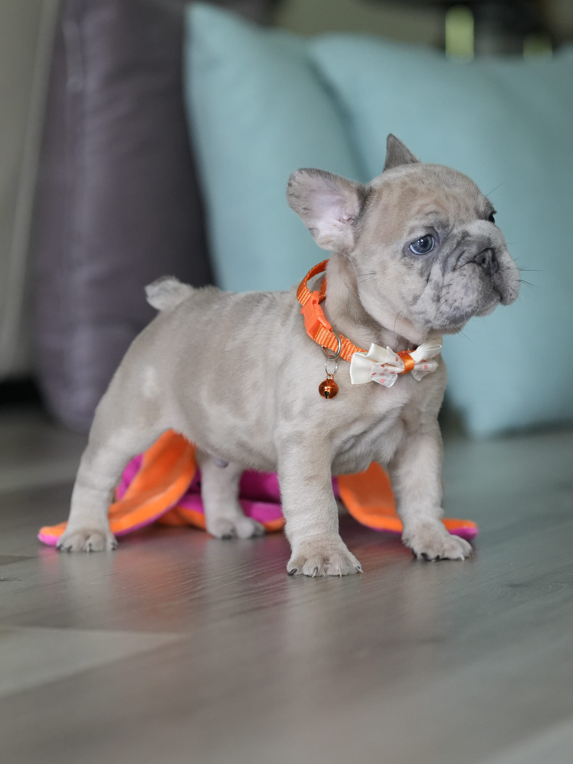 Male Fawn Merle French Bulldog Puppy gallery image 1 showing the puppy detail listing