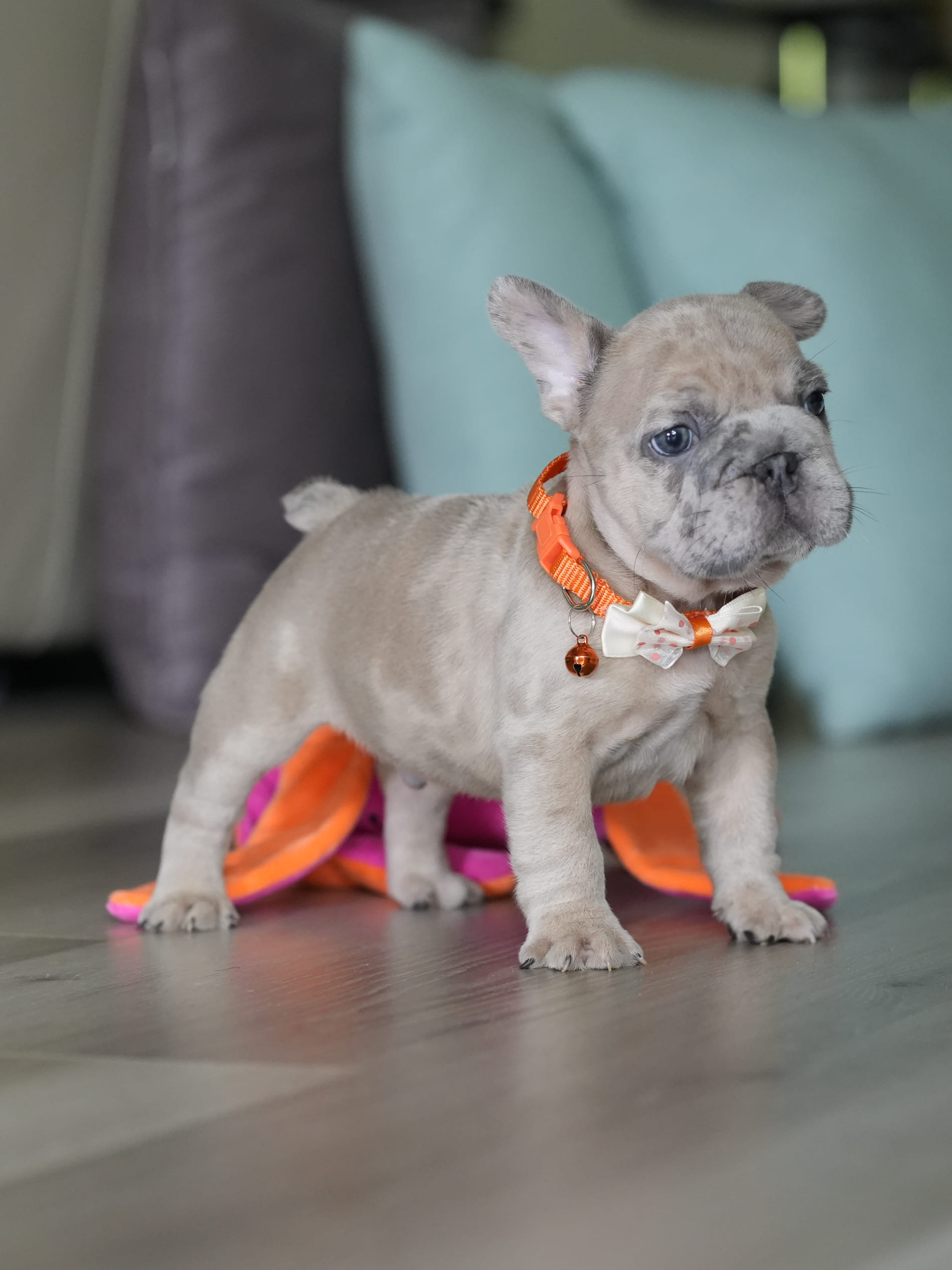 Male Fawn Merle French Bulldog Puppy gallery image 2 showing the puppy detail listing