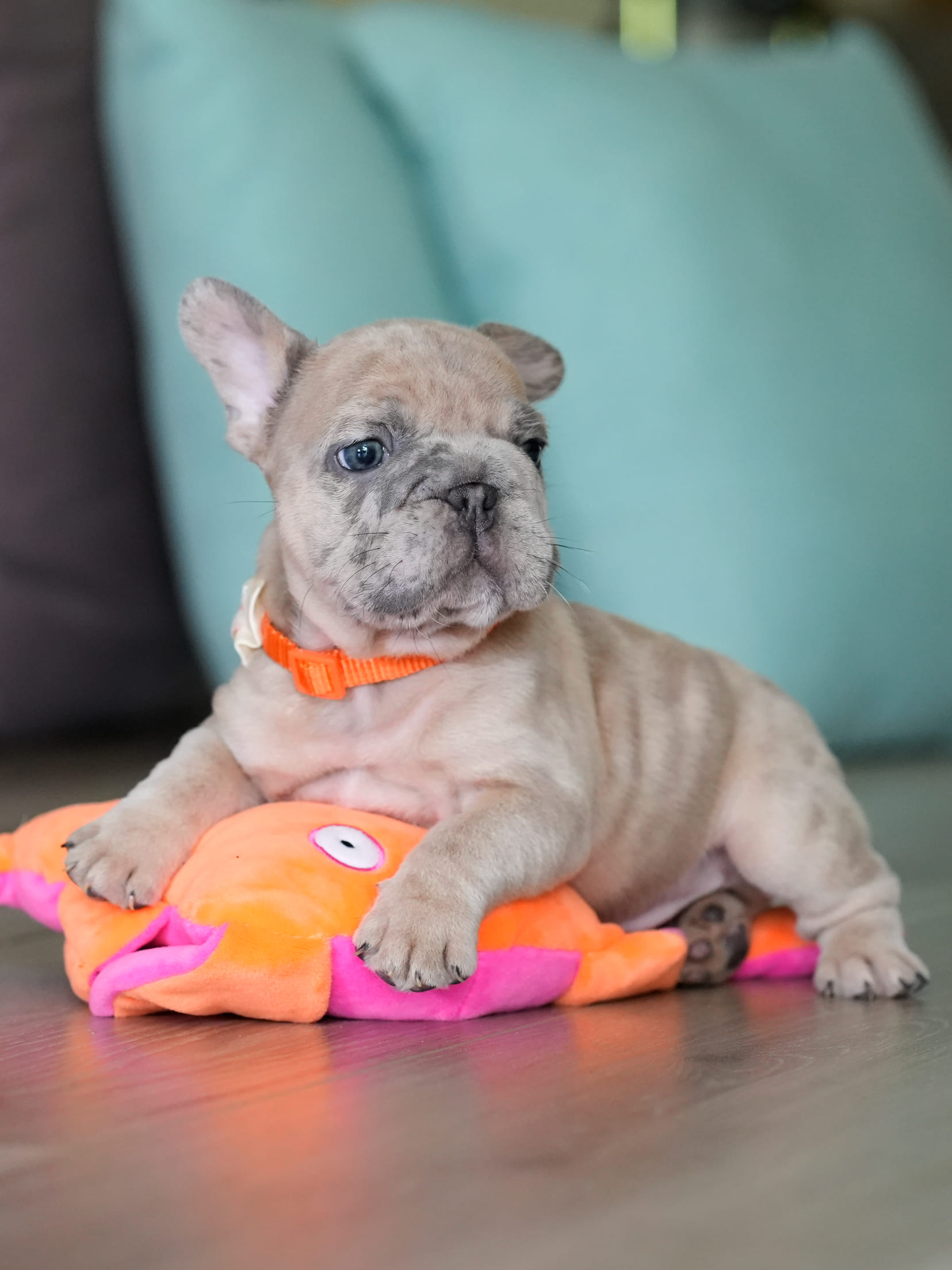 Male Fawn Merle French Bulldog Puppy gallery image 3 showing the puppy detail listing