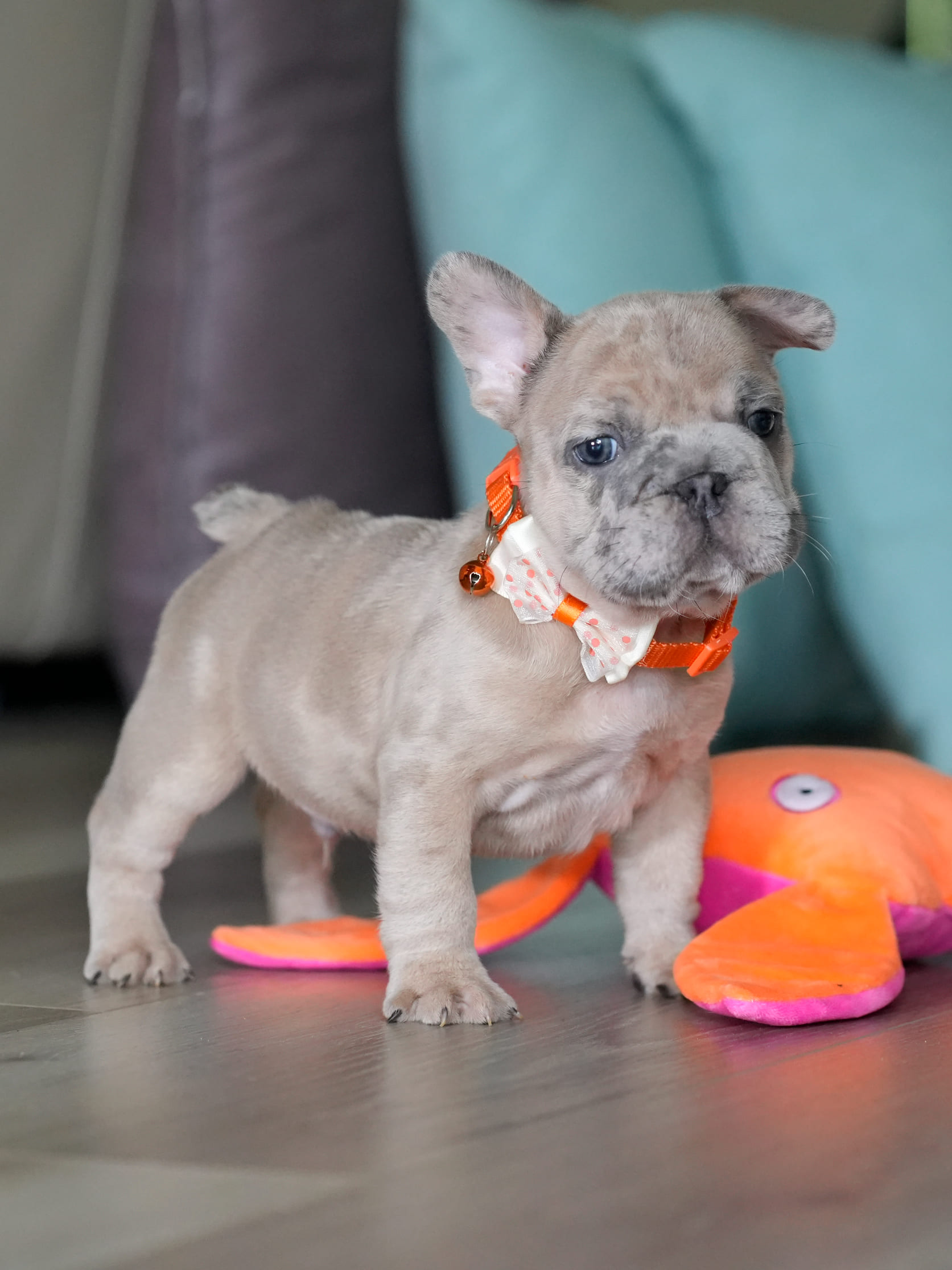 Male Fawn Merle French Bulldog Puppy gallery image 4 showing the puppy detail listing