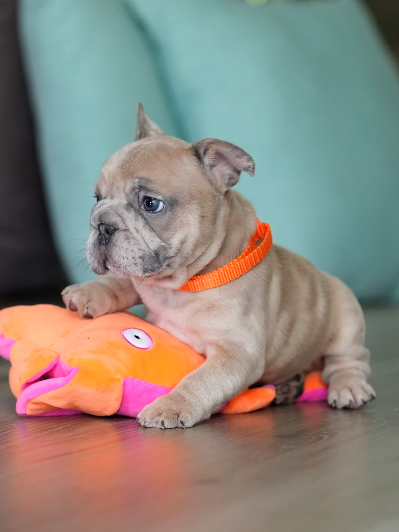 Male Fawn Merle French Bulldog Puppy gallery image 5 showing the puppy detail listing