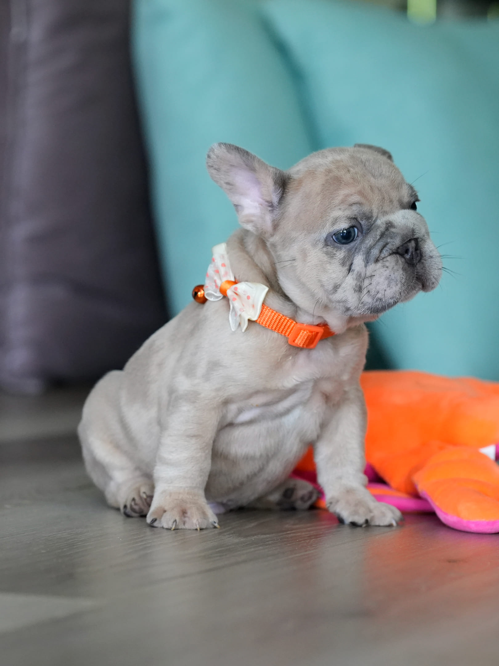 Male Fawn Merle French Bulldog Puppy gallery image 6 showing the puppy detail listing