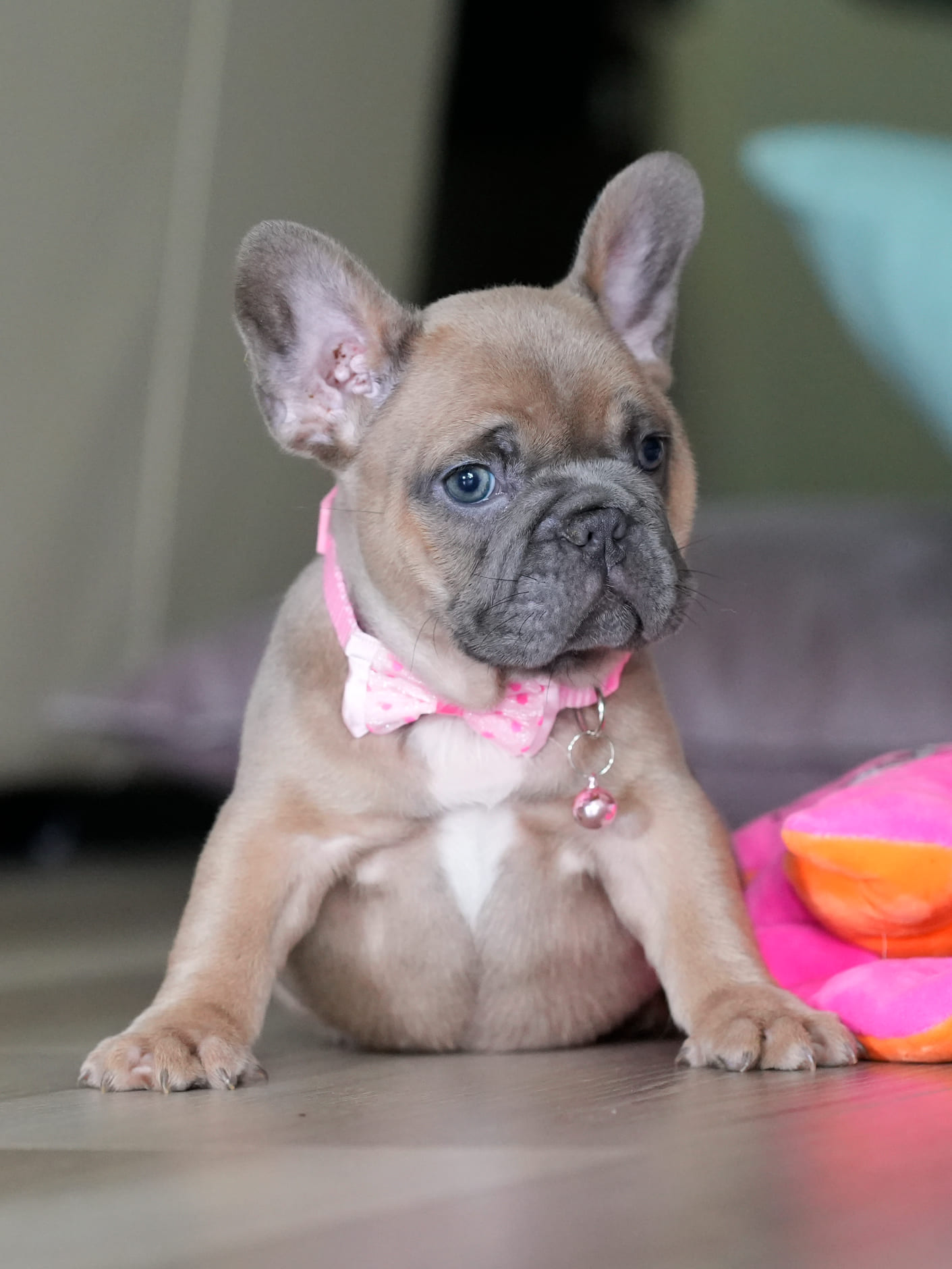 Female Fawn French Bulldog Puppy gallery image 1 showing the puppy detail listing
