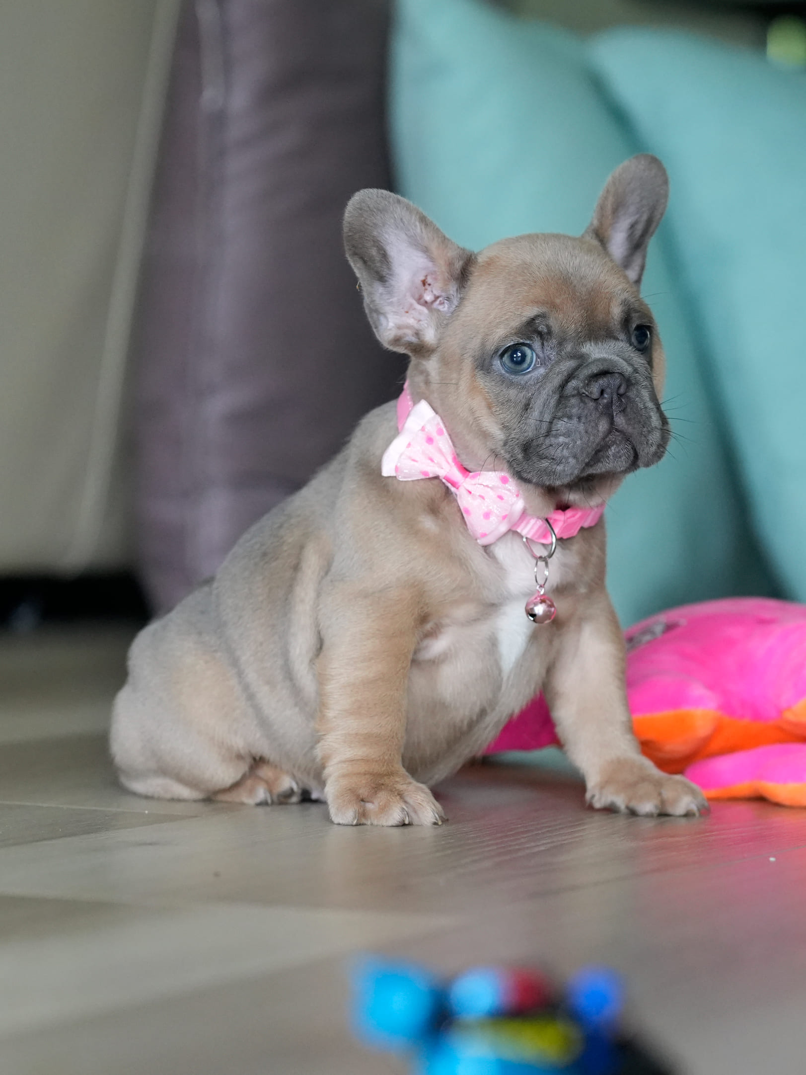 Female Fawn French Bulldog Puppy gallery image 2 showing the puppy detail listing