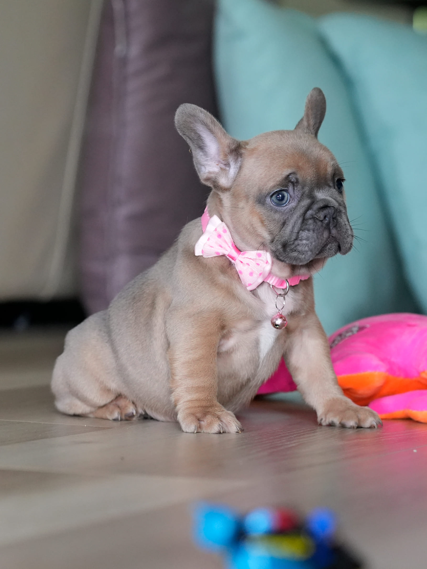 Female Fawn French Bulldog Puppy gallery image 3 showing the puppy detail listing
