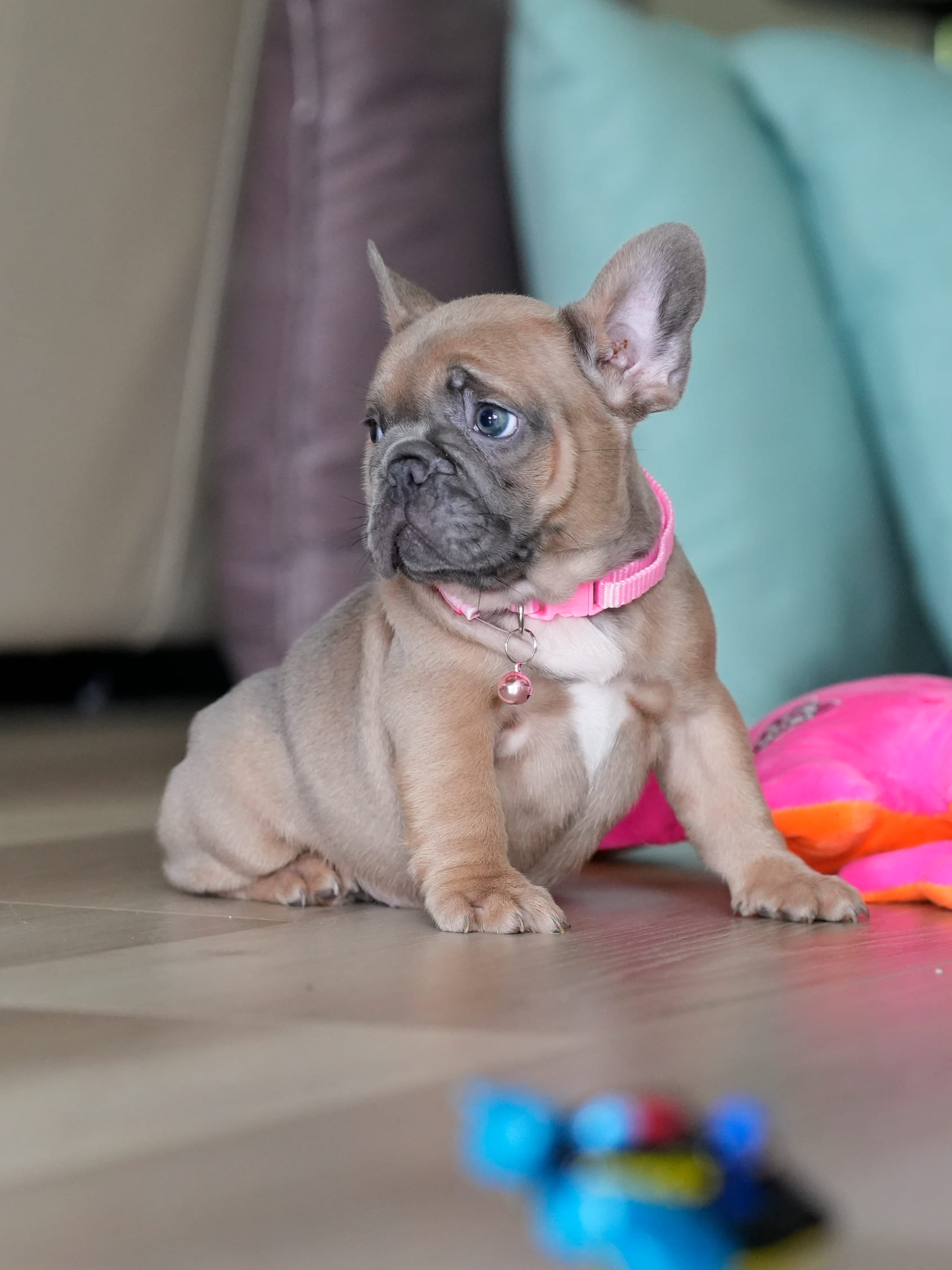 Female Fawn French Bulldog Puppy gallery image 4 showing the puppy detail listing