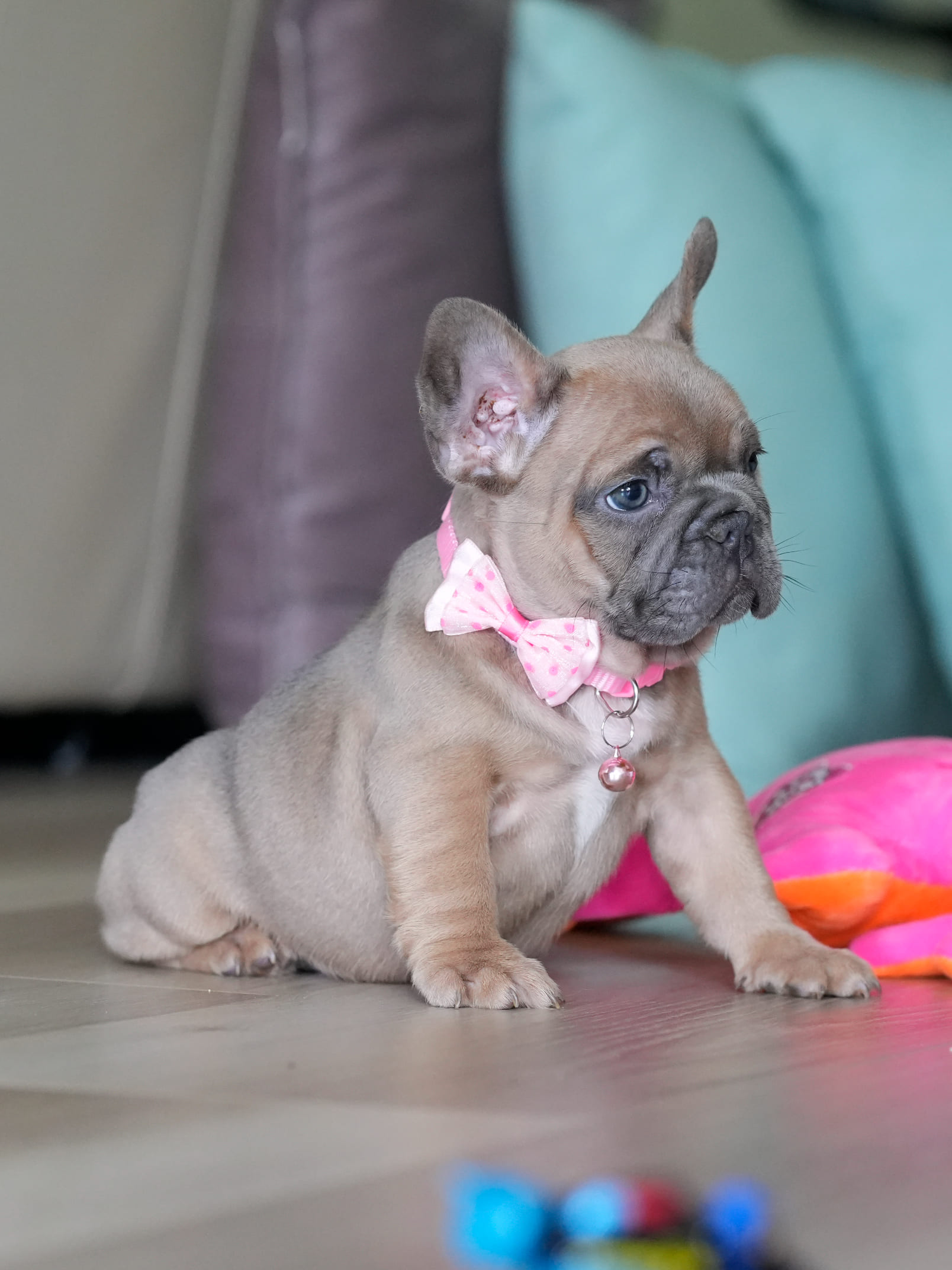 Female Fawn French Bulldog Puppy gallery image 5 showing the puppy detail listing