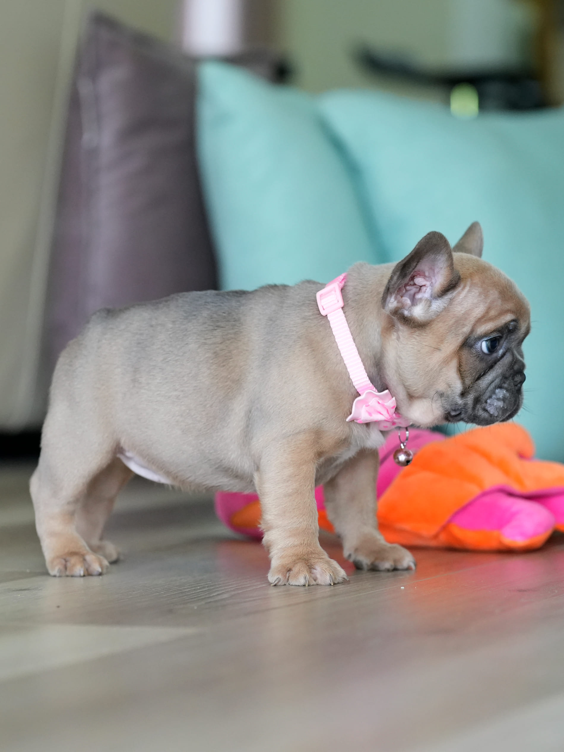 Female Fawn French Bulldog Puppy gallery image 6 showing the puppy detail listing