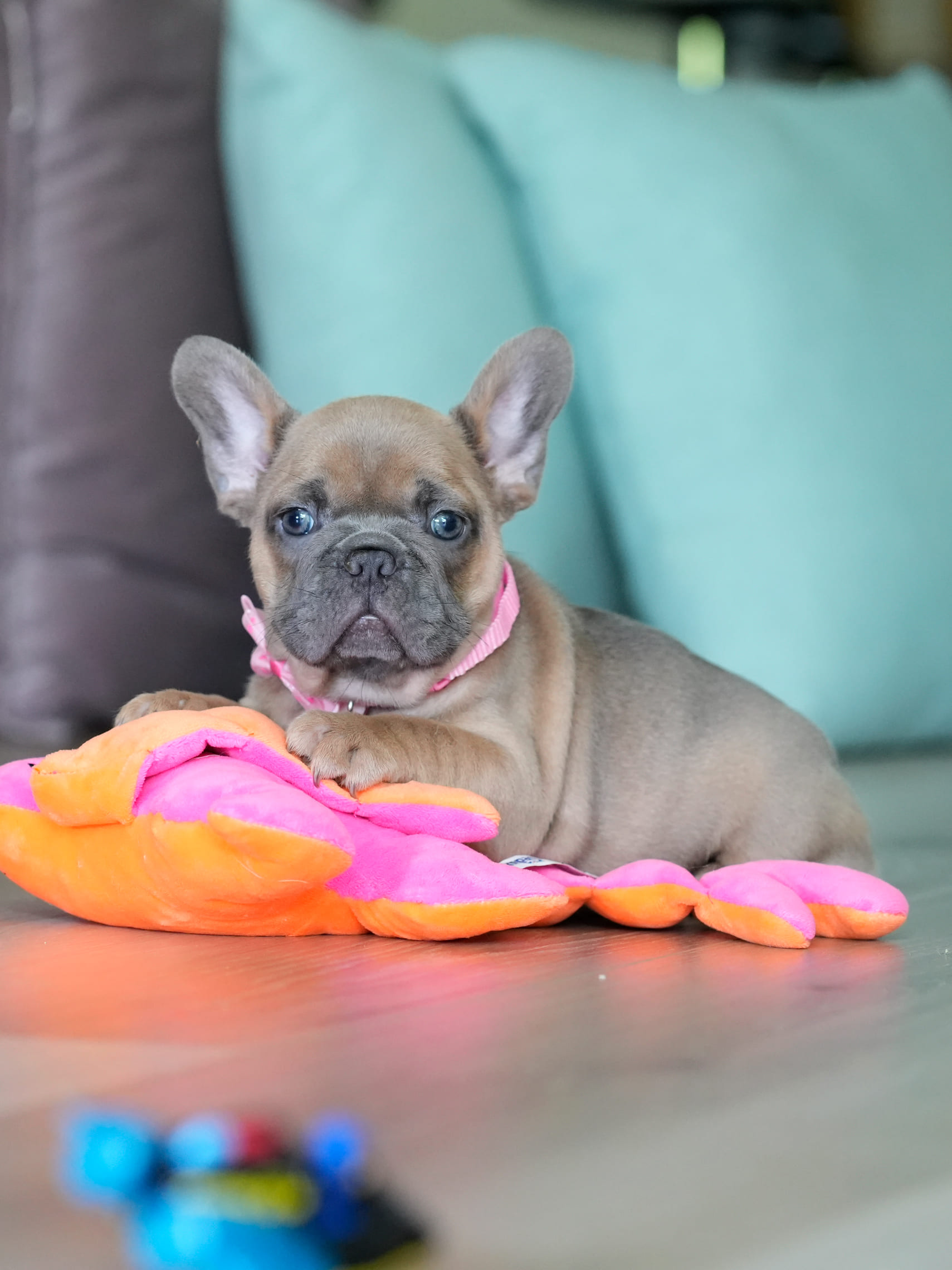 Female Fawn French Bulldog Puppy gallery image 7 showing the puppy detail listing