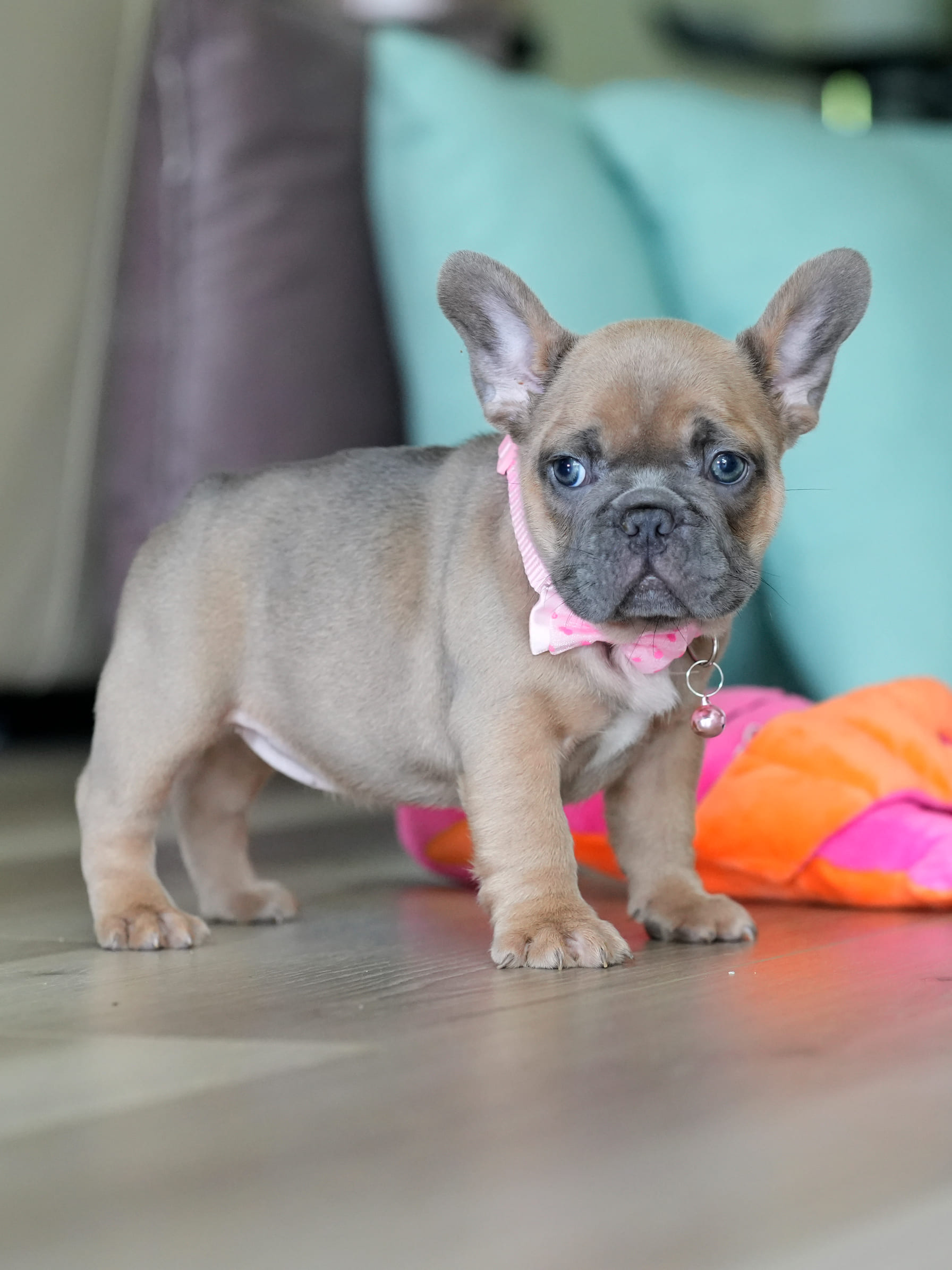Female Fawn French Bulldog Puppy gallery image 8 showing the puppy detail listing