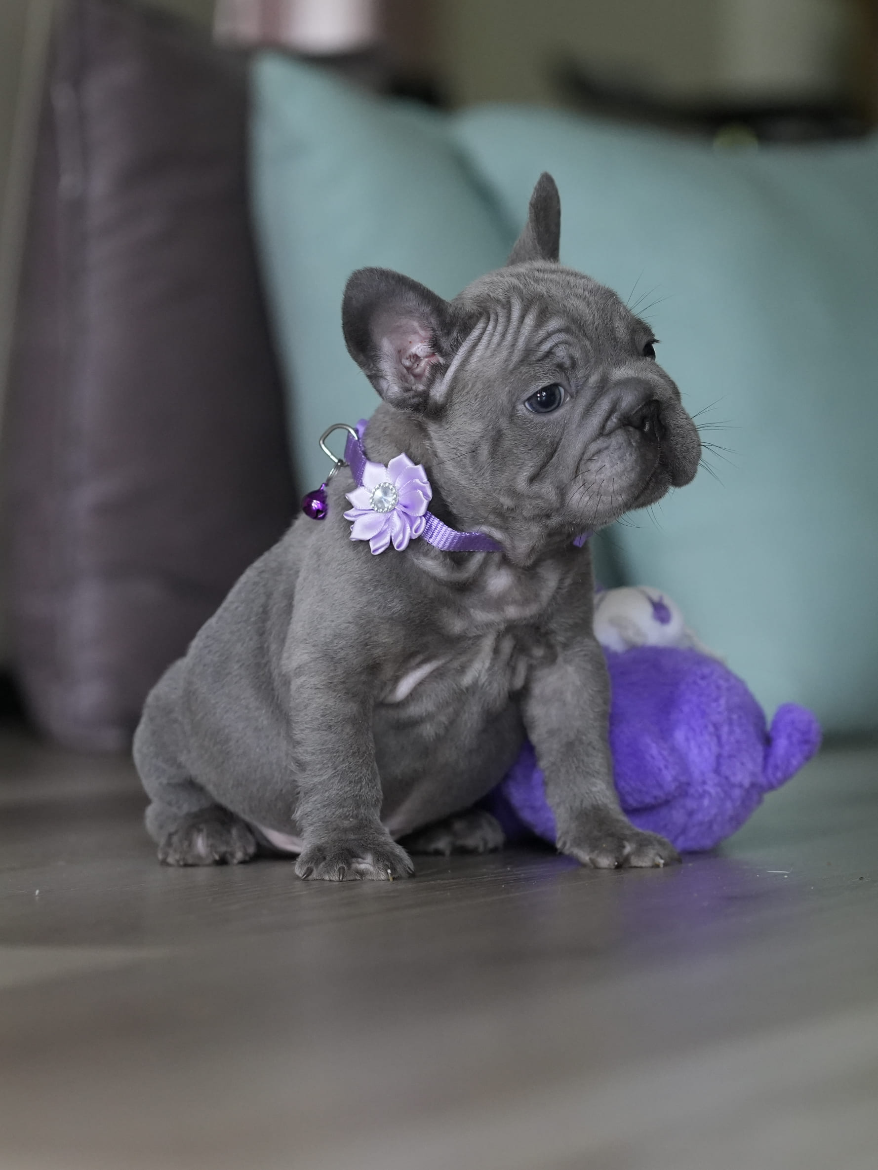 Male Blue French Bulldog Puppy gallery image 1 showing the puppy detail listing