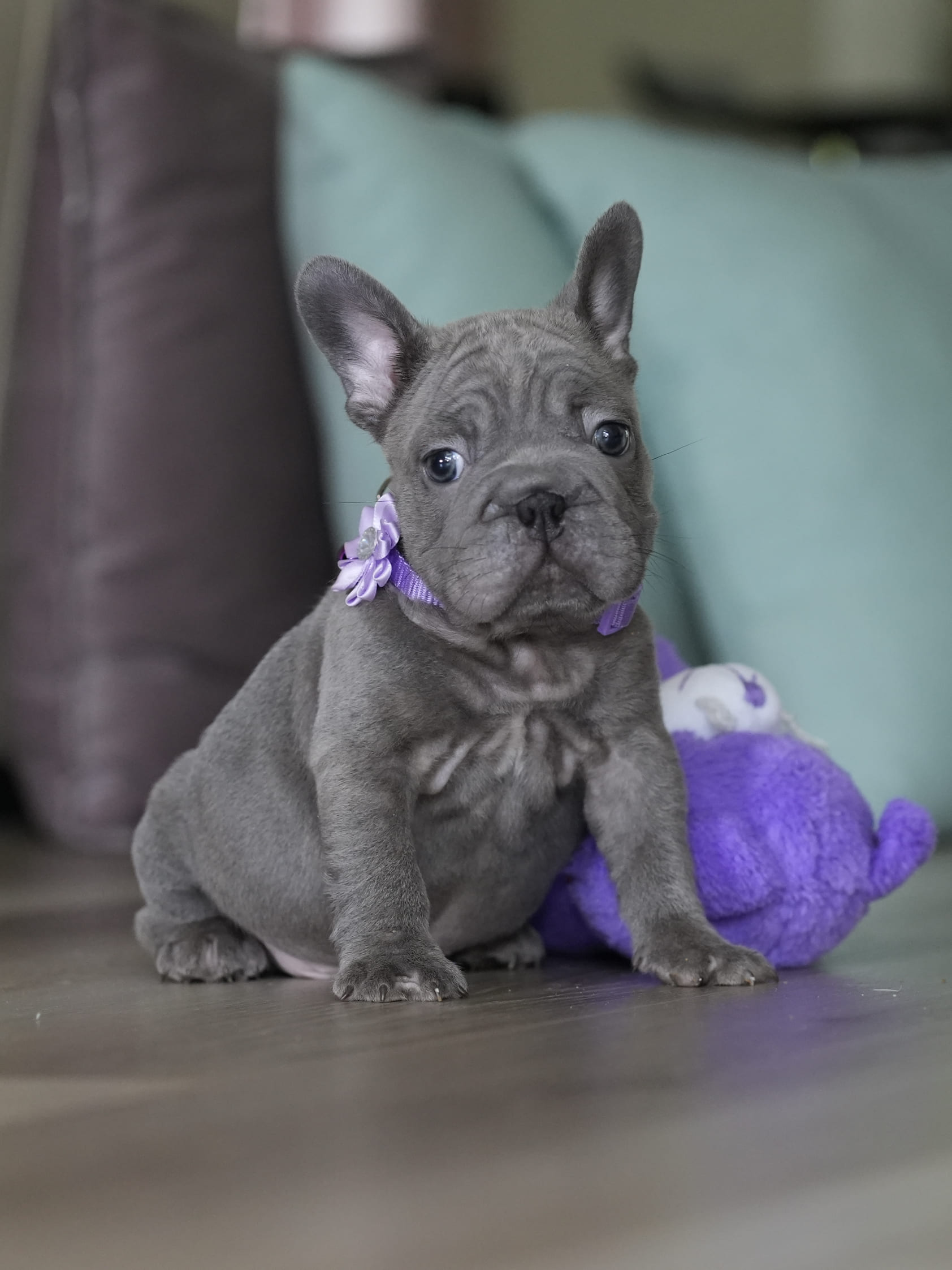 Male Blue French Bulldog Puppy gallery image 2 showing the puppy detail listing