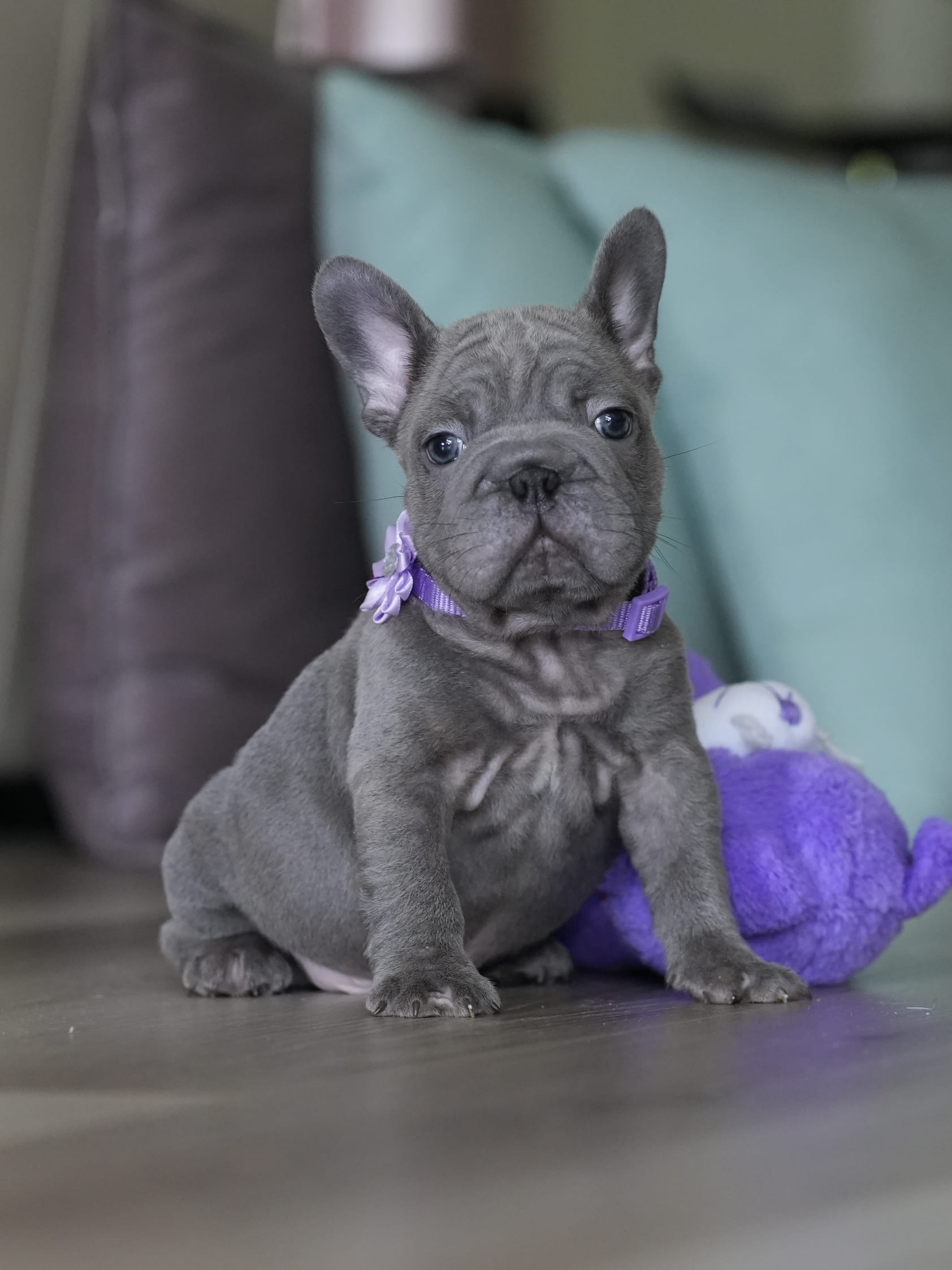 Male Blue French Bulldog Puppy gallery image 3 showing the puppy detail listing